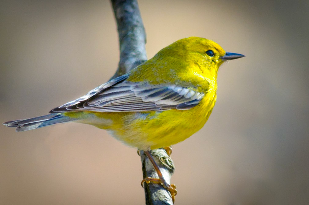 Pine Warbler