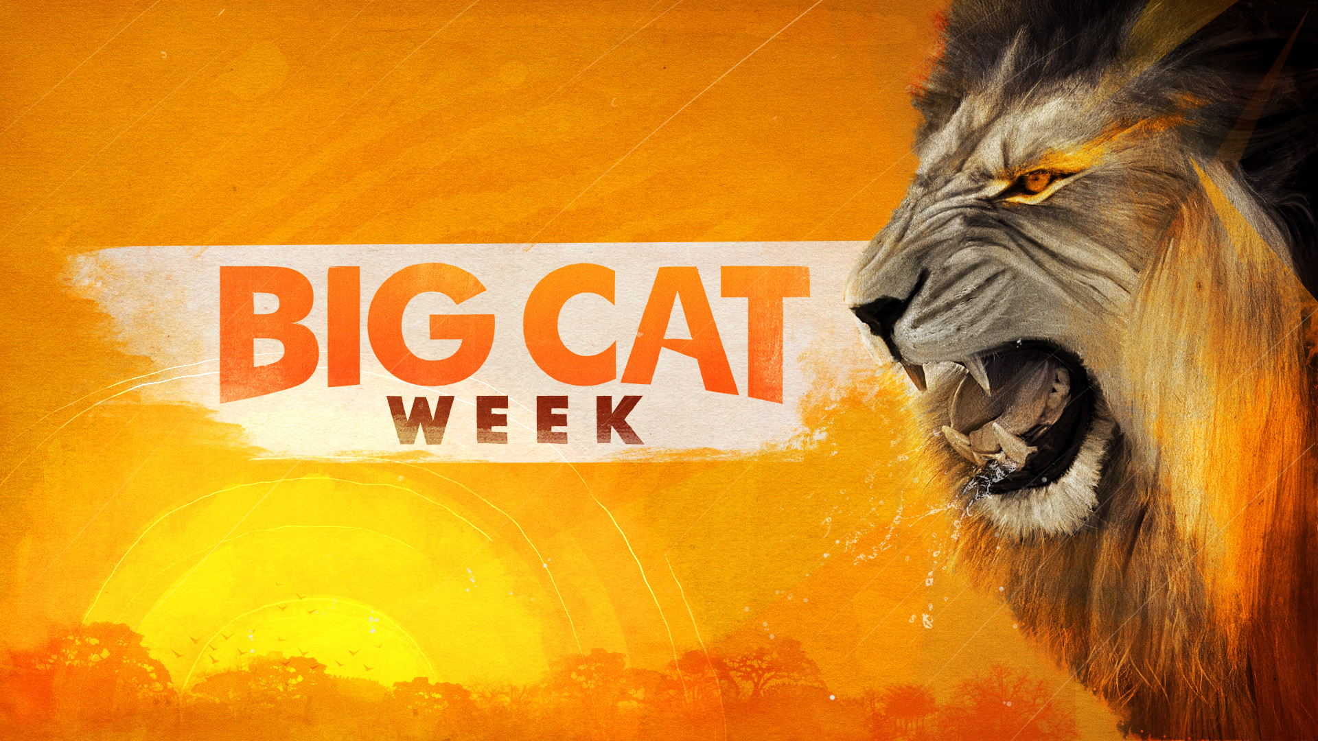 Stephen Panicara NGC'S BIG CAT WEEK