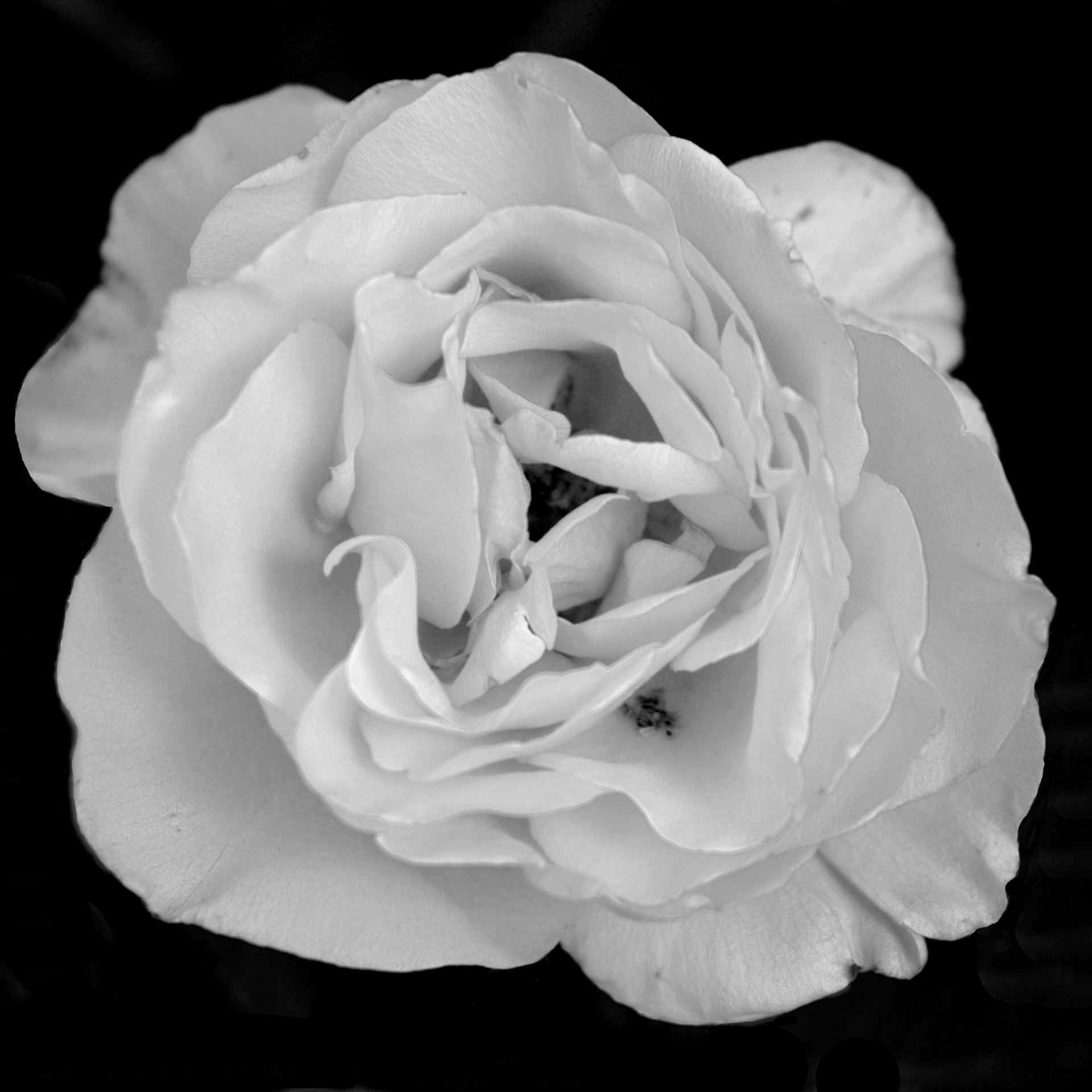 Close up of rose flower in black and white