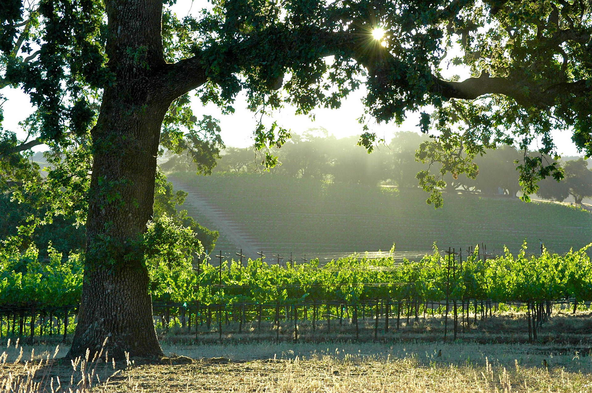 Vineyards on a hillside in Sonoma in early morning sun