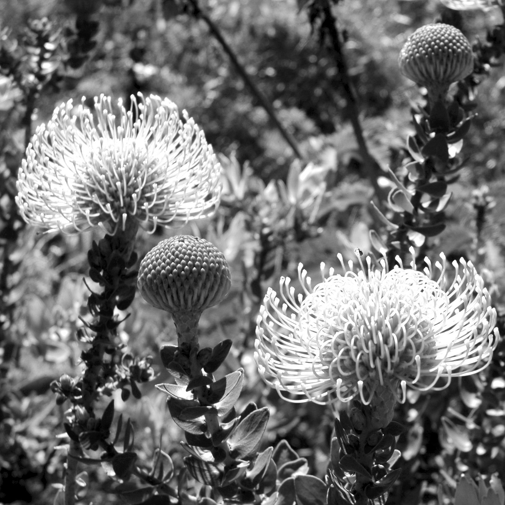 Close up of protea, South Africa's national flower, shown in black and white