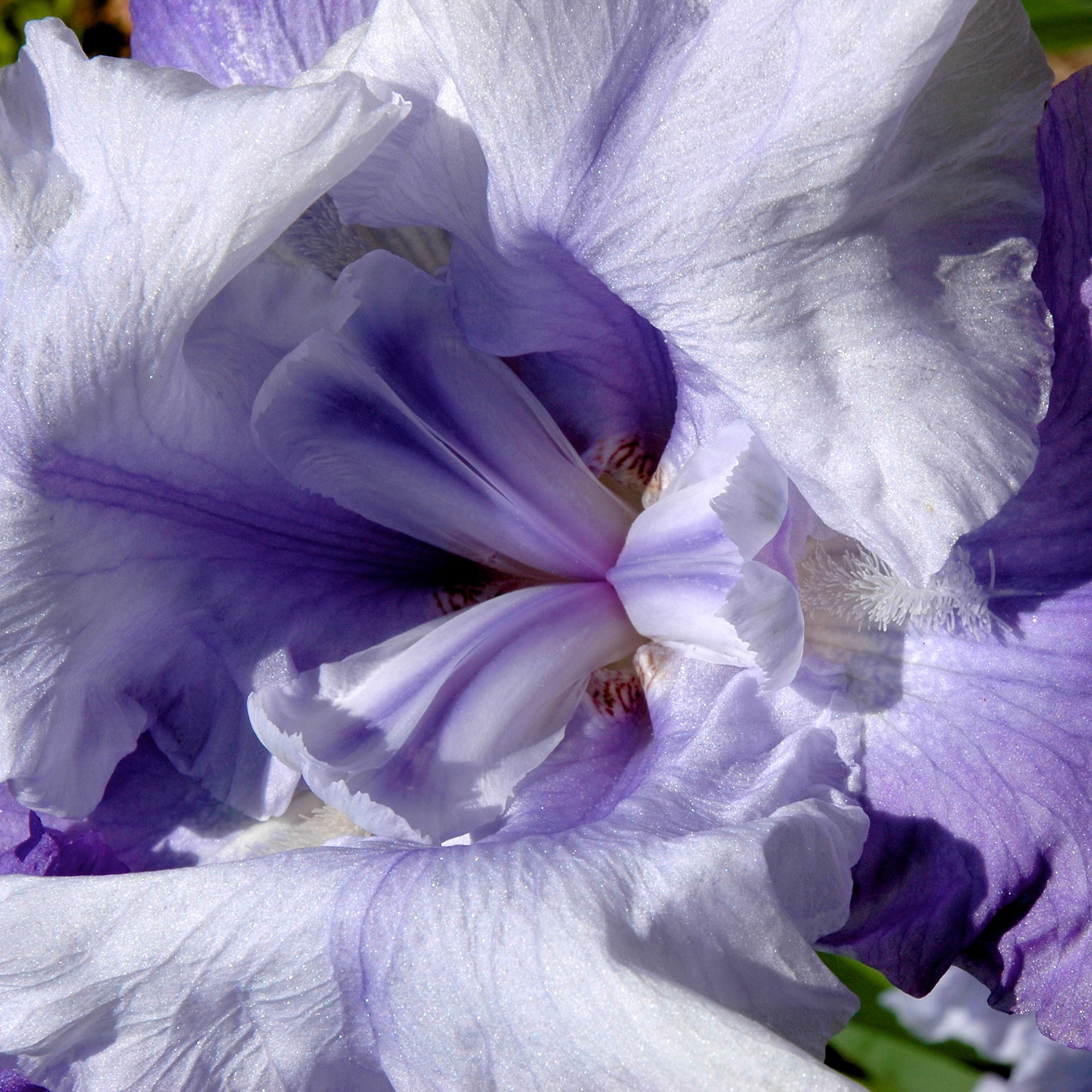 Close up of purple iris flower