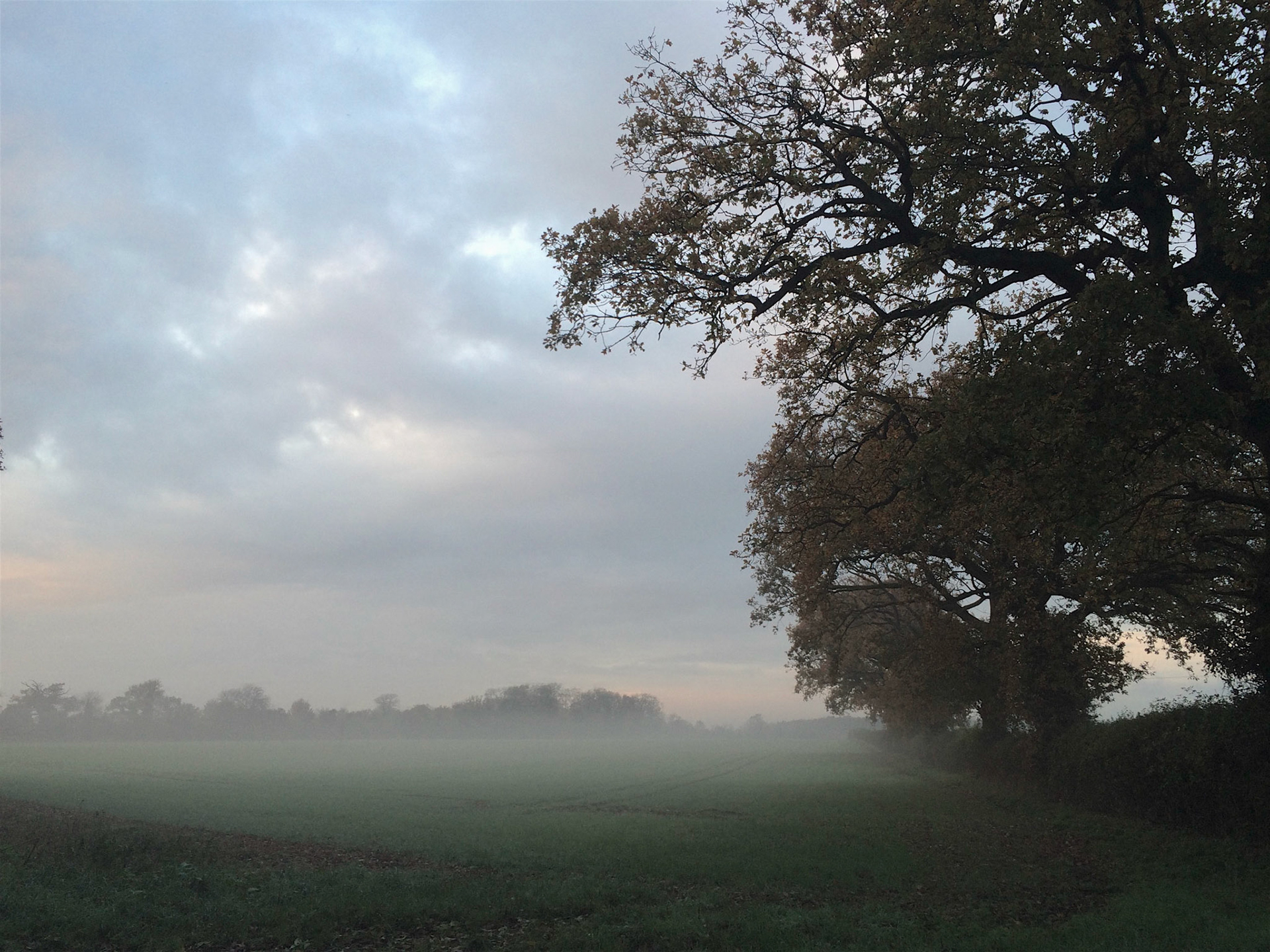 Mist on a field near Wickham Market in Suffolk, England