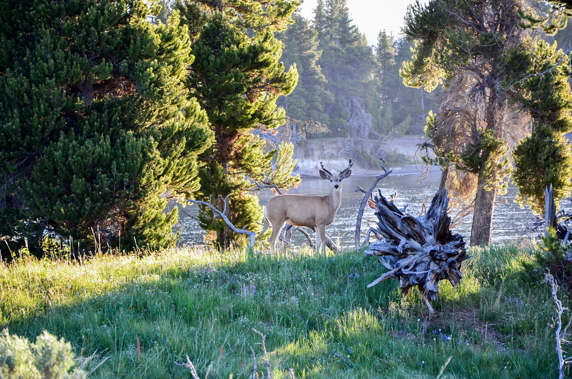 Solitary deer on the lookout by Lake Yellowstone, Yellowstone National Park, Wyoming