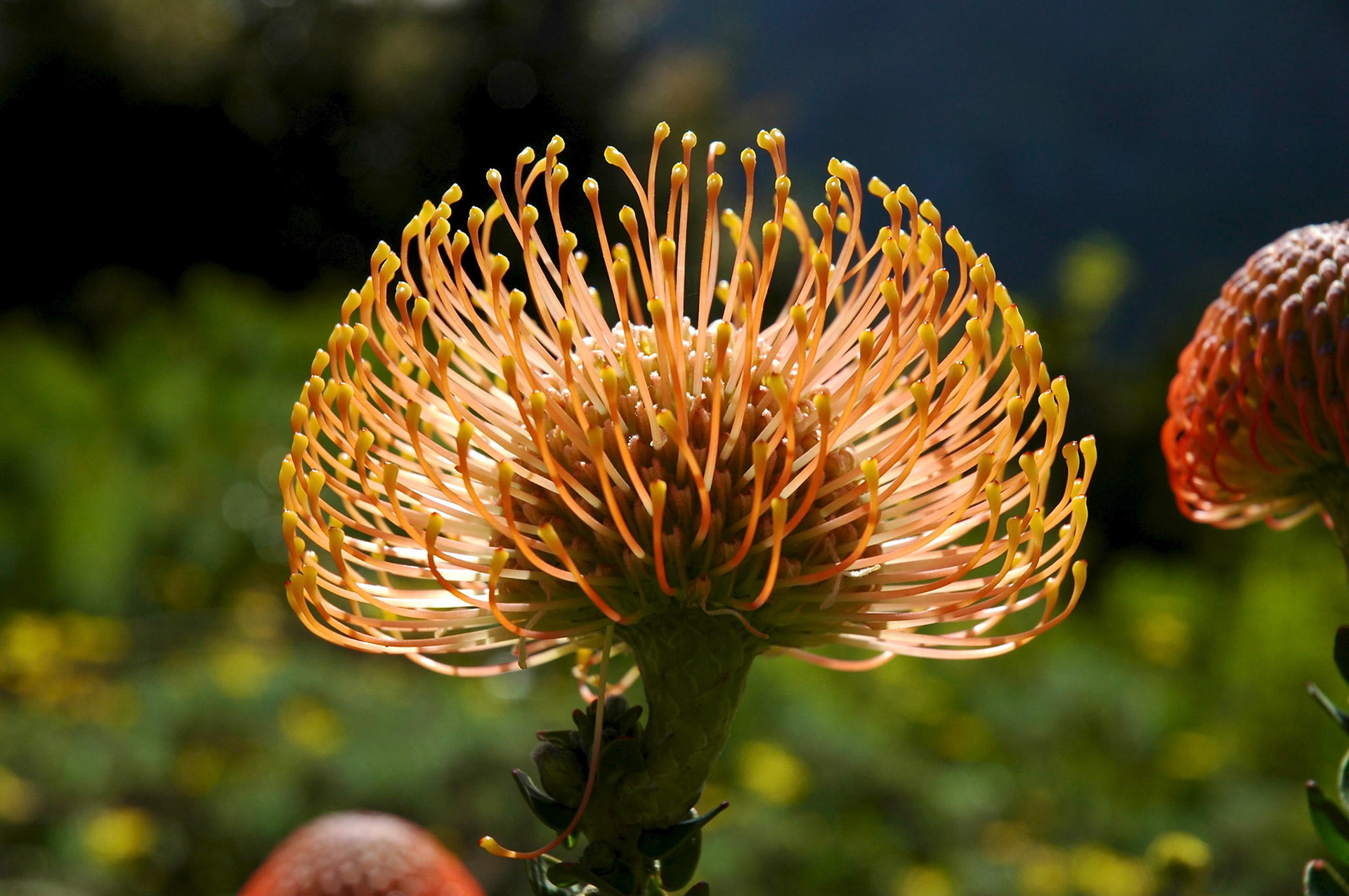 Close up of a single protea, South Africa's national flower