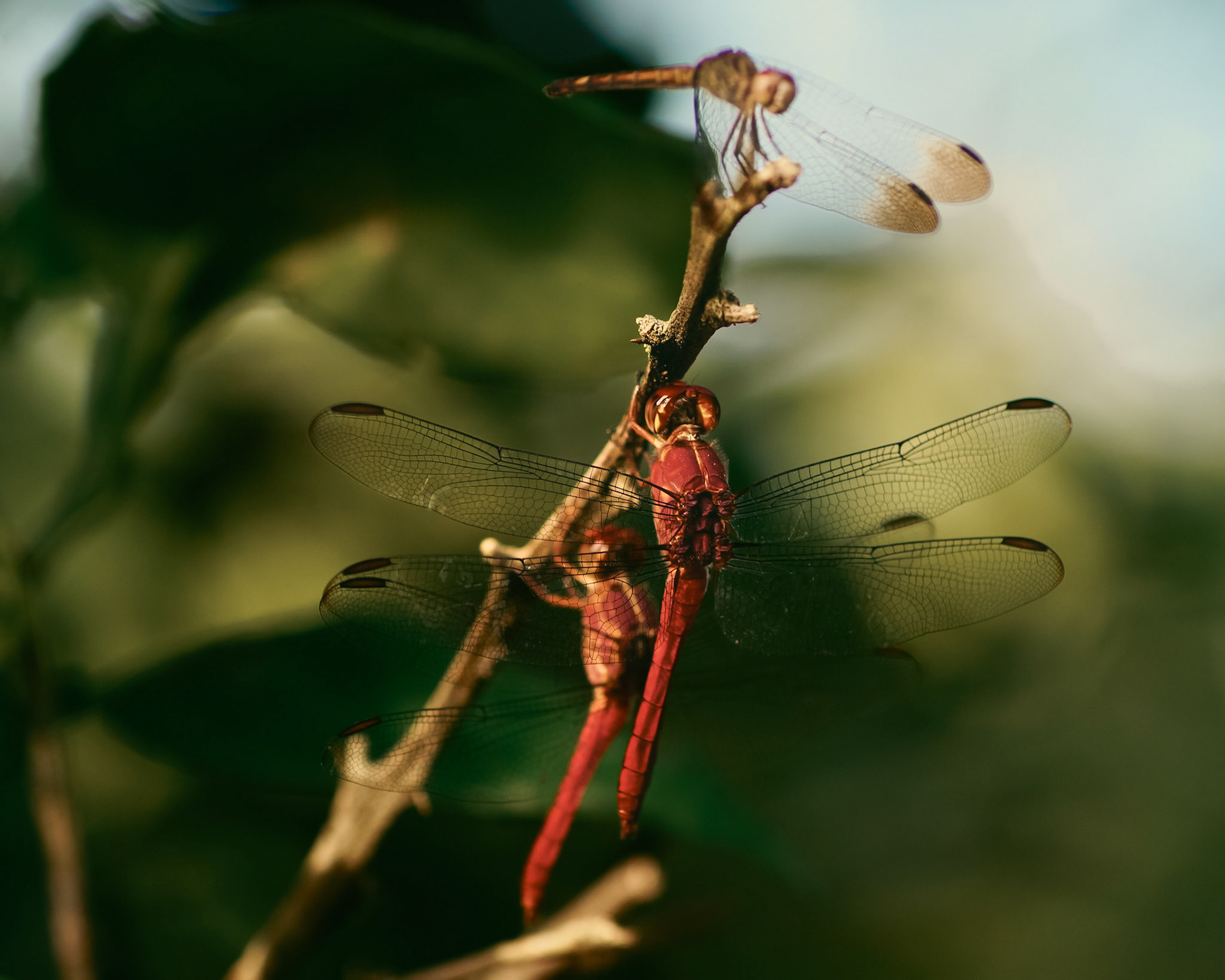 Stationed Fireflies
