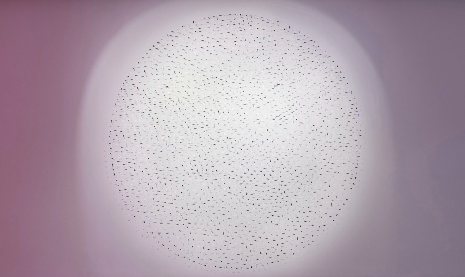 State (2013), paper, pins, 240cm diameter