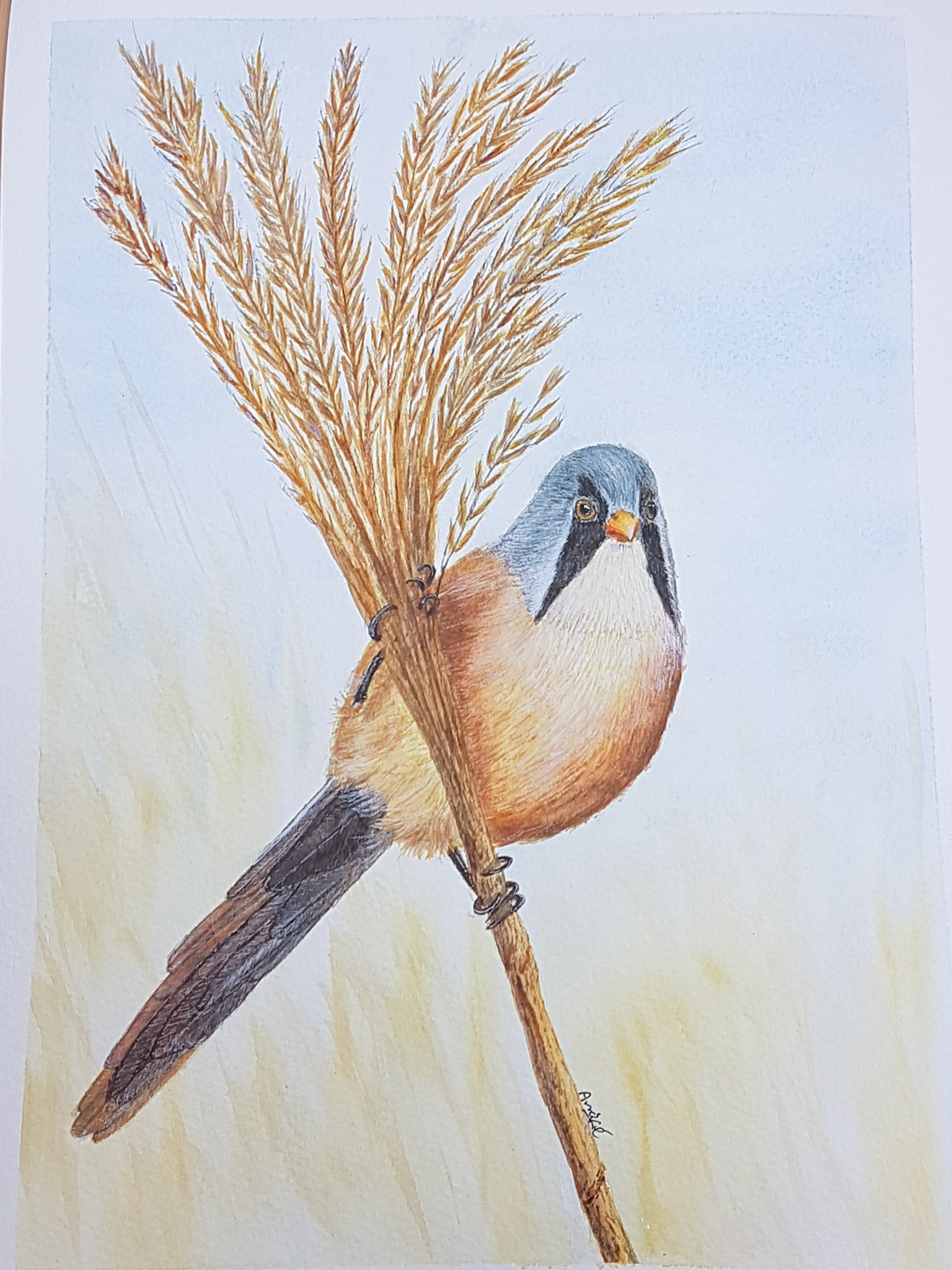 Bearded reedling A4 (Own pic)