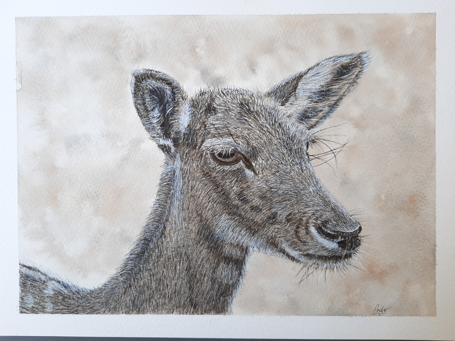 Fallow deer - monochrome study