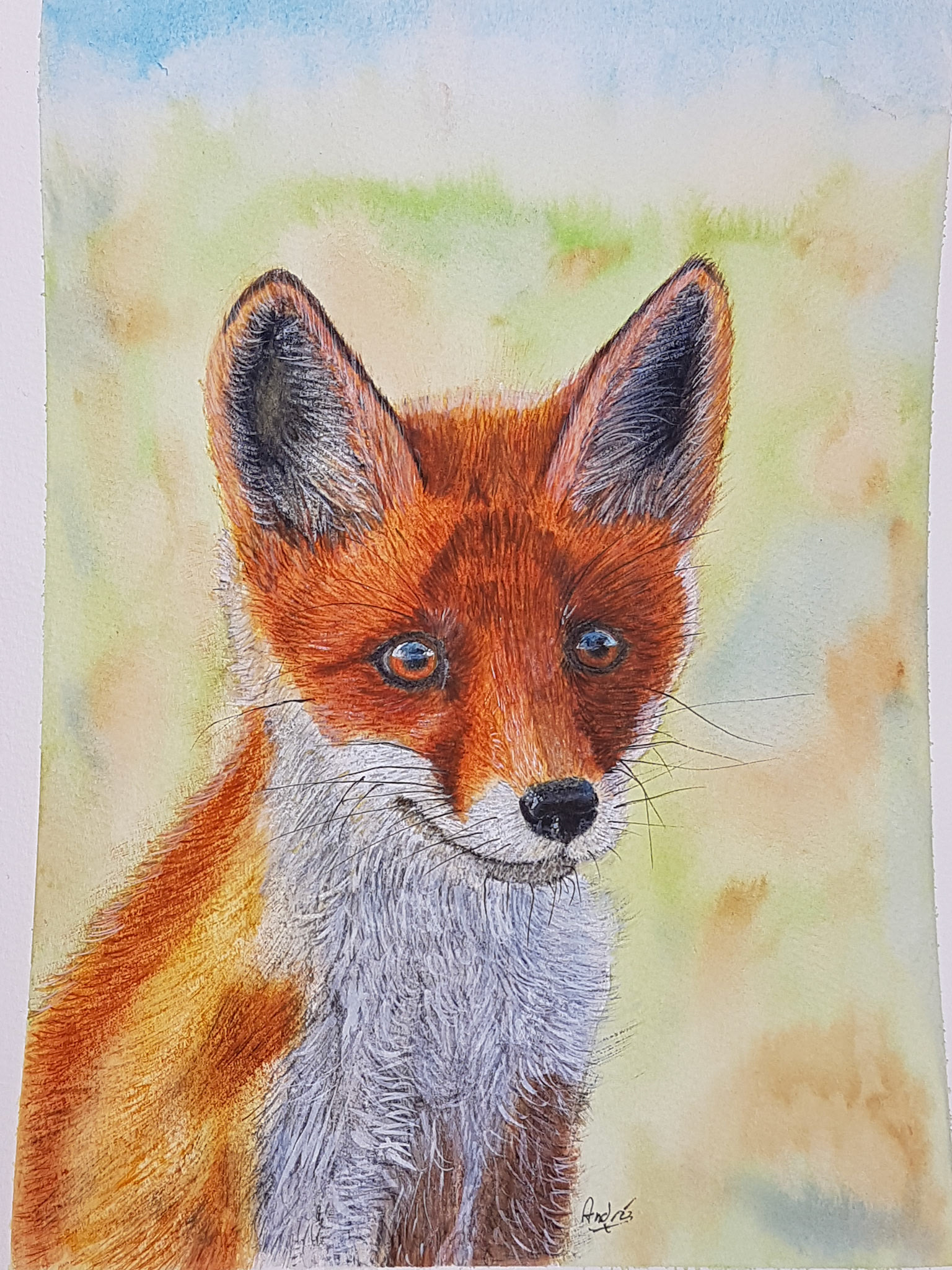 Fox cub A4 (own pic)