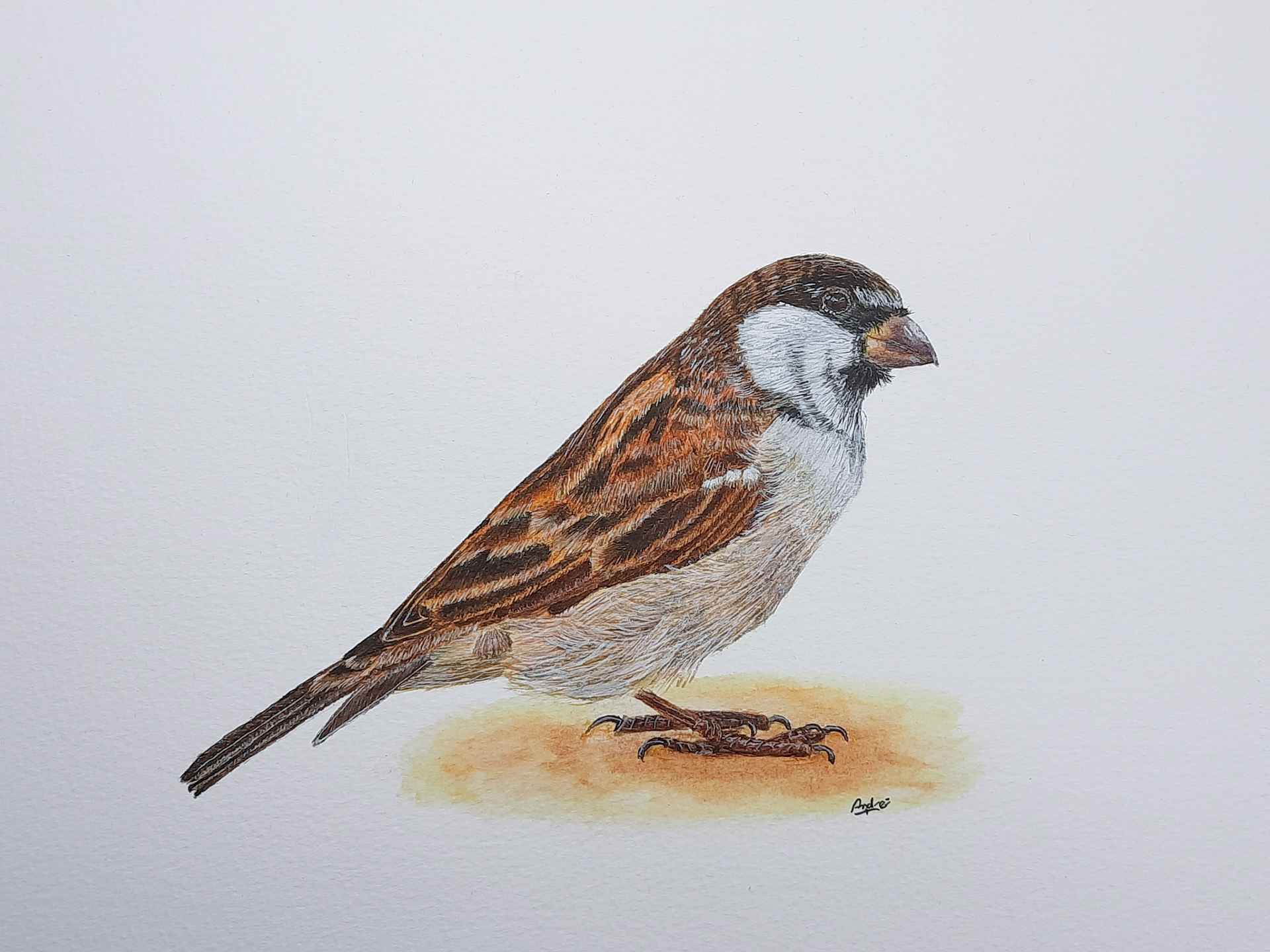 Sparrow