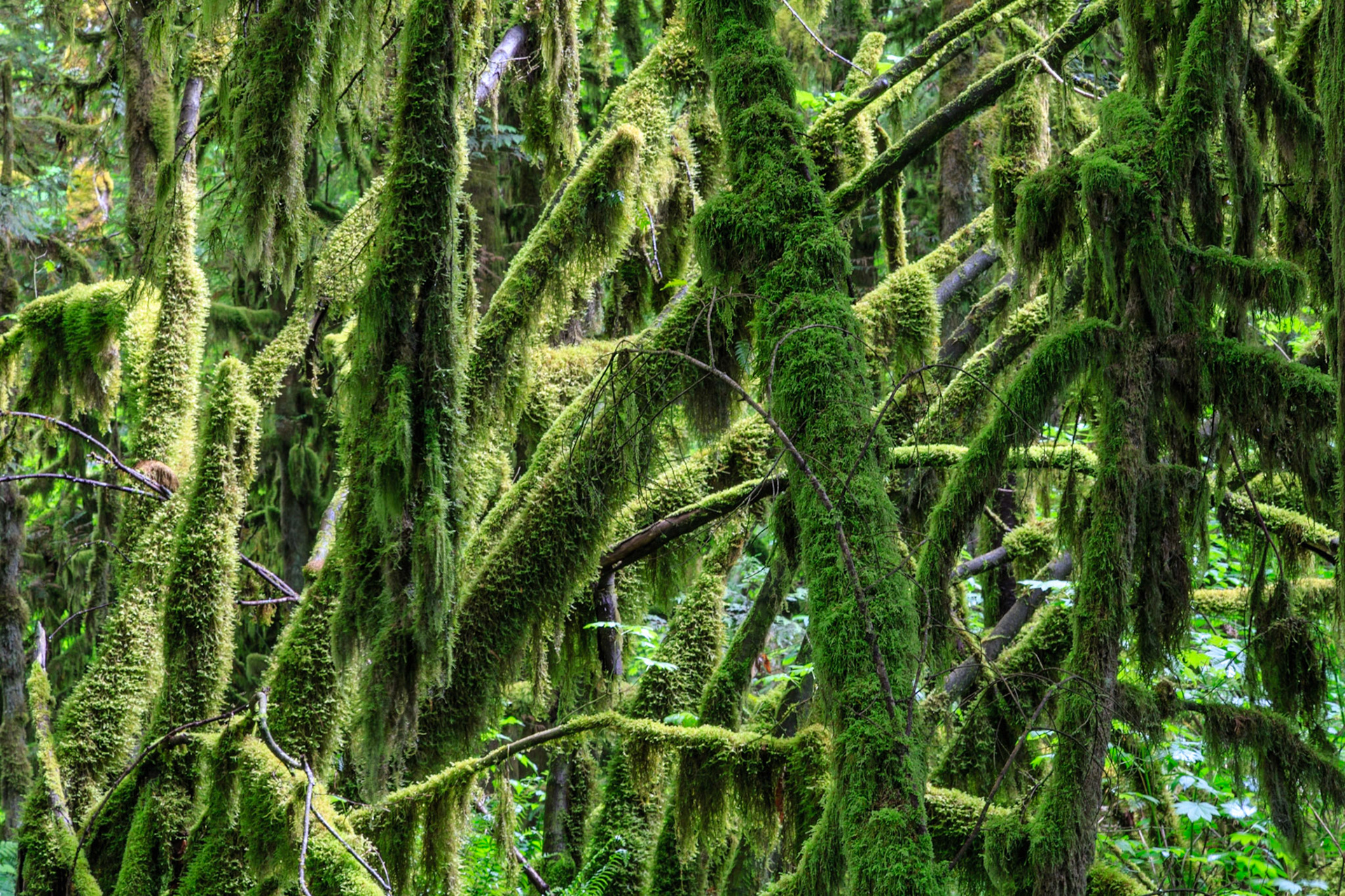 Thick bushes of a wild forest.