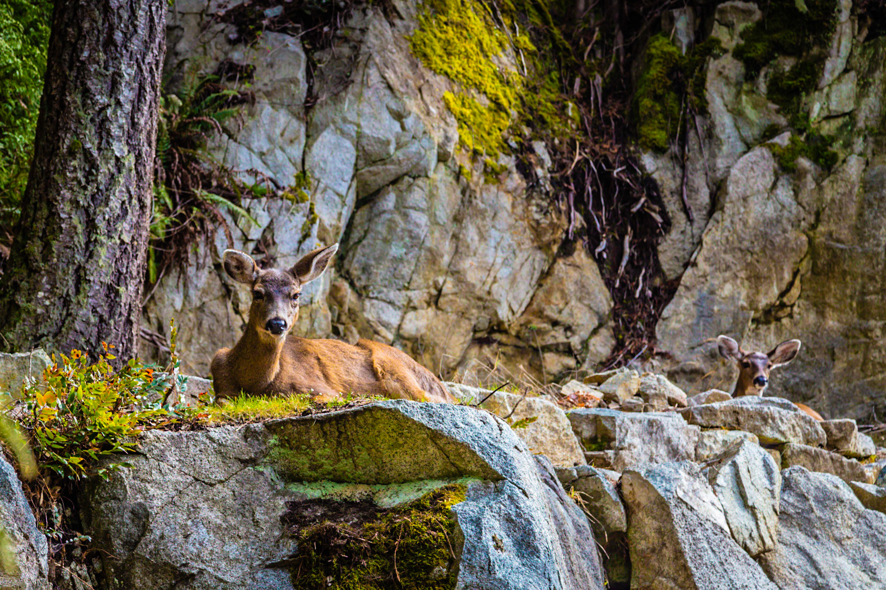 Photography of canada wildlife