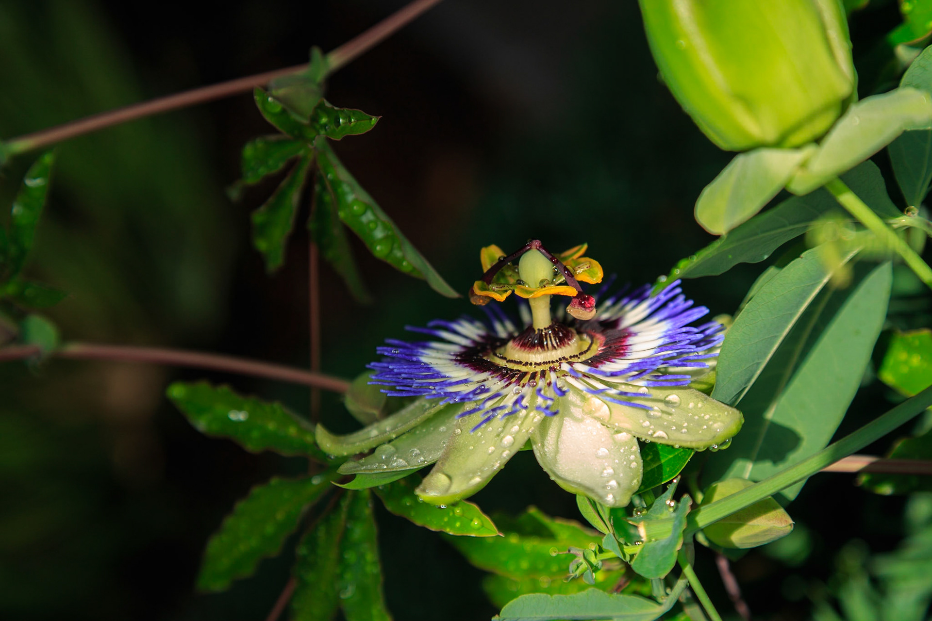 Floral Photography by Toby Malek