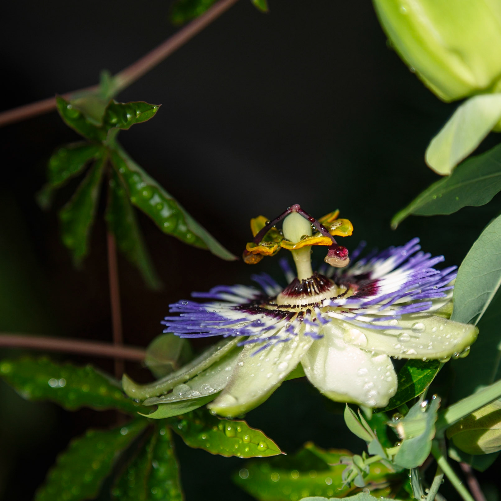 Floral Photography by Toby Malek