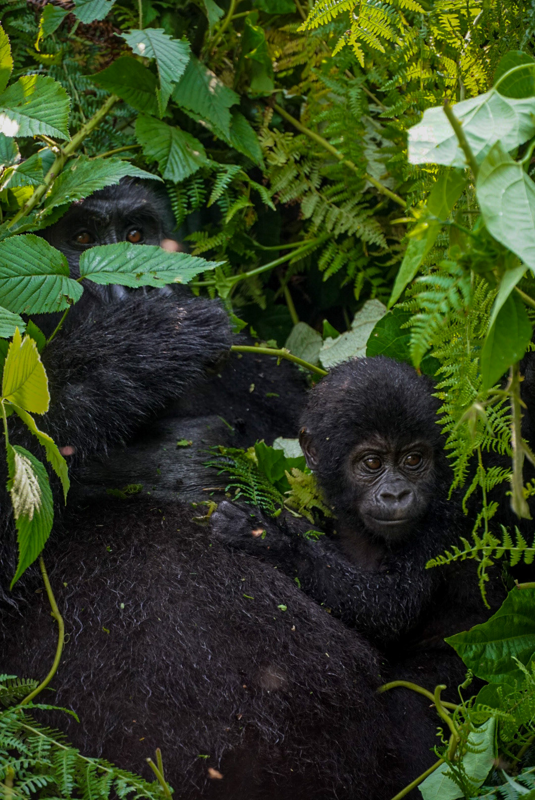 Uganda