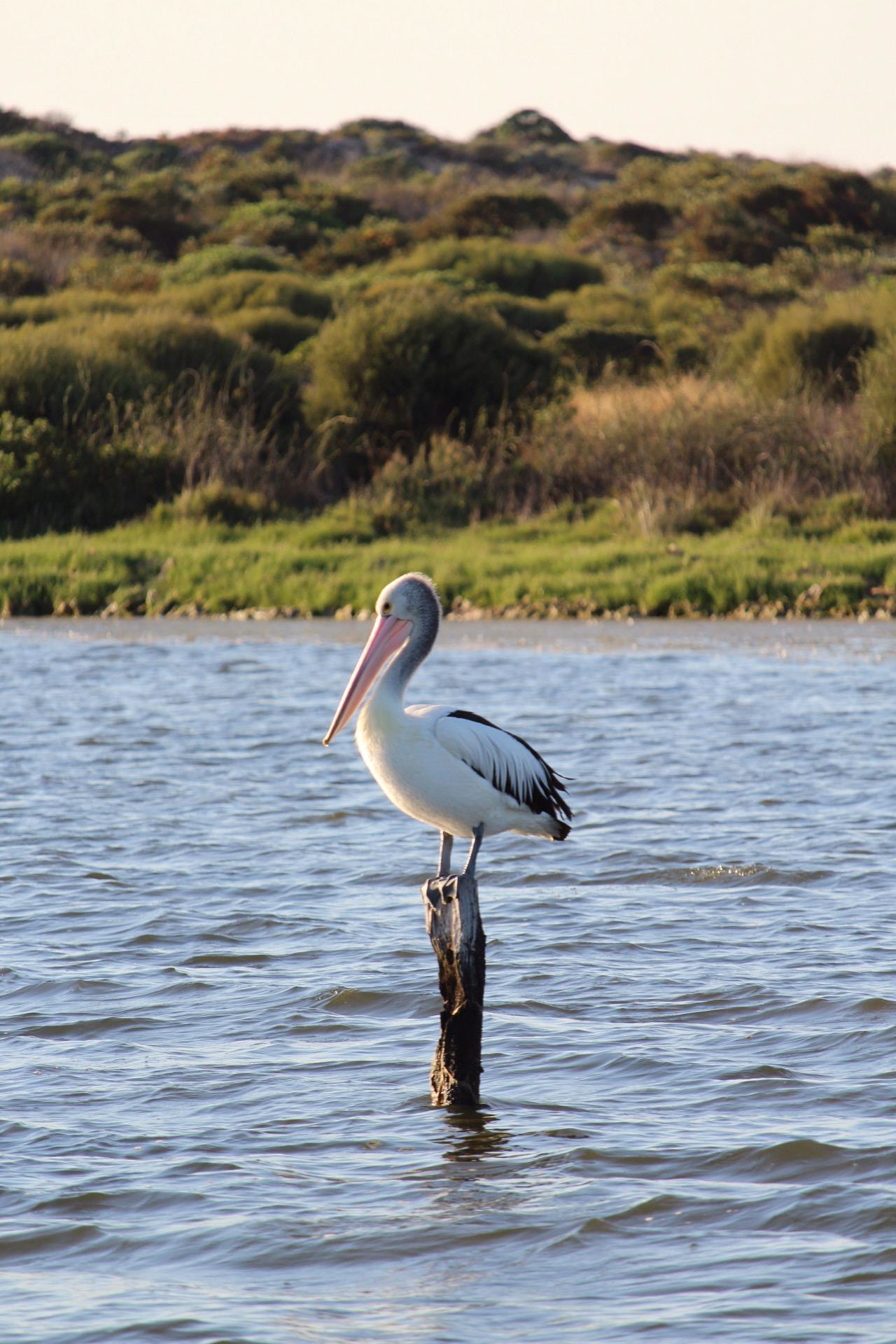 pelecanus conspicillatus