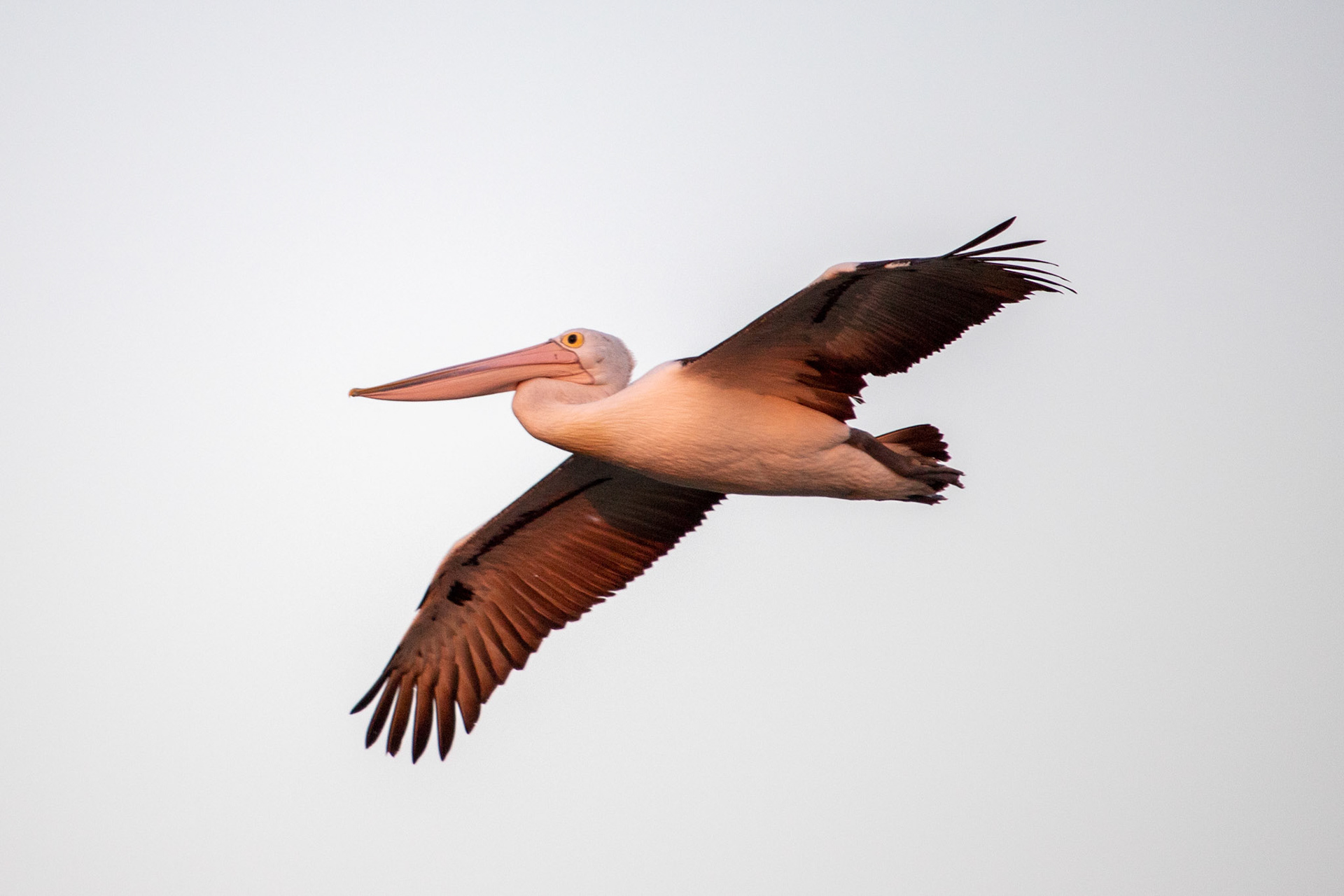 pelecanus conspicillatus