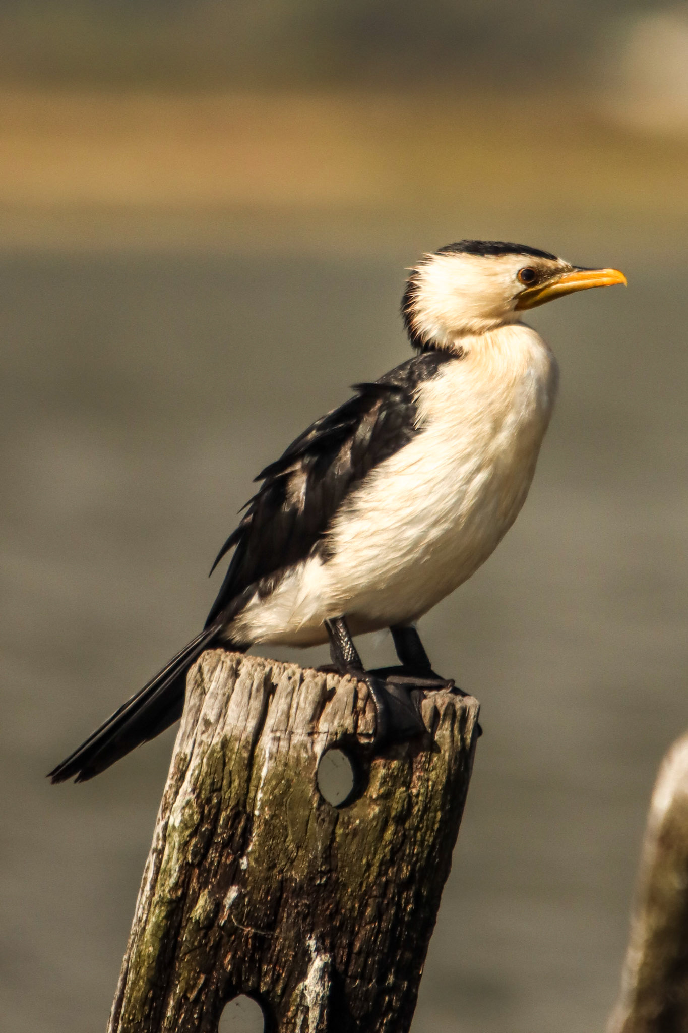 phalacrocorax varius