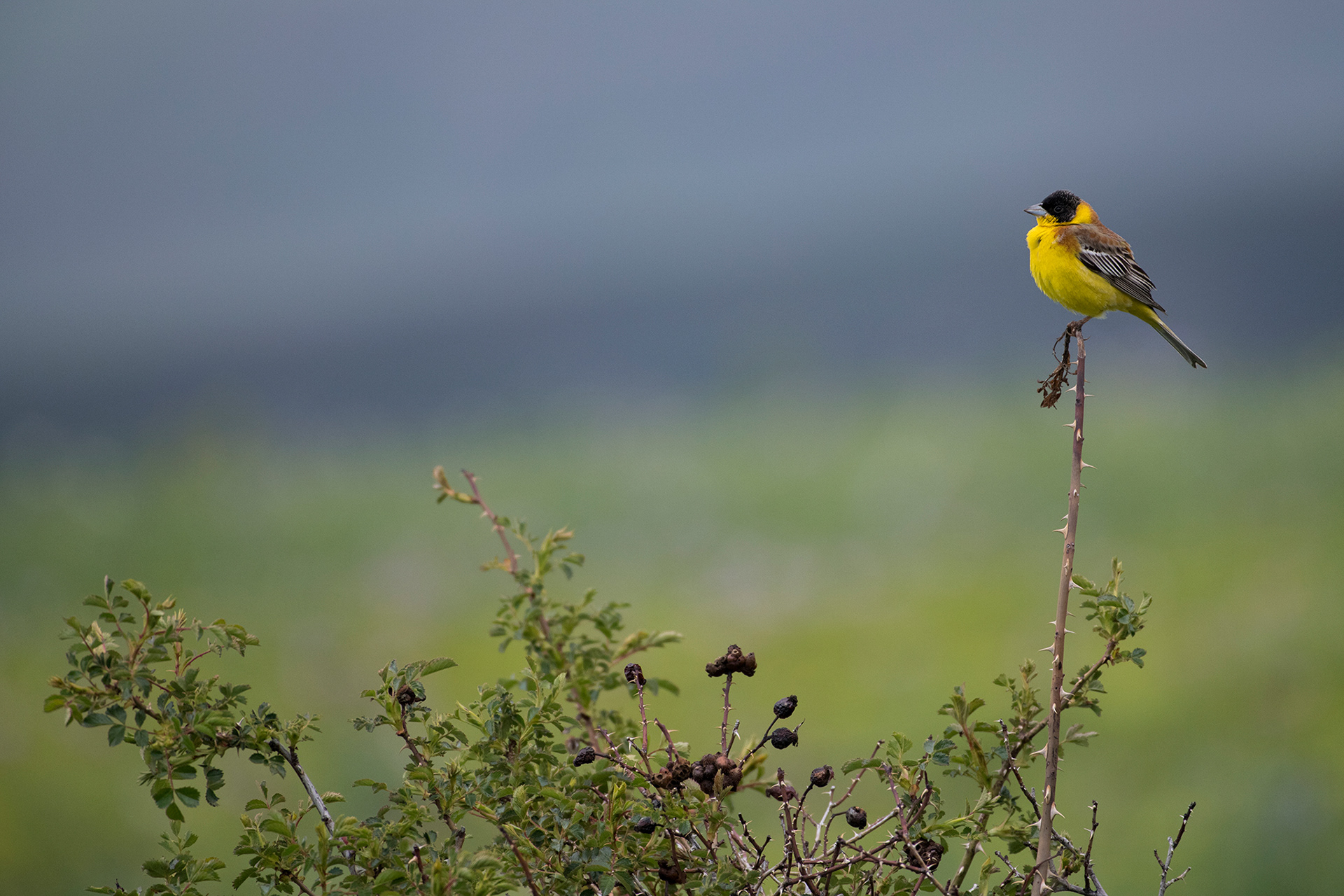 Black-headed Bunting - Bruant mélanocéphale