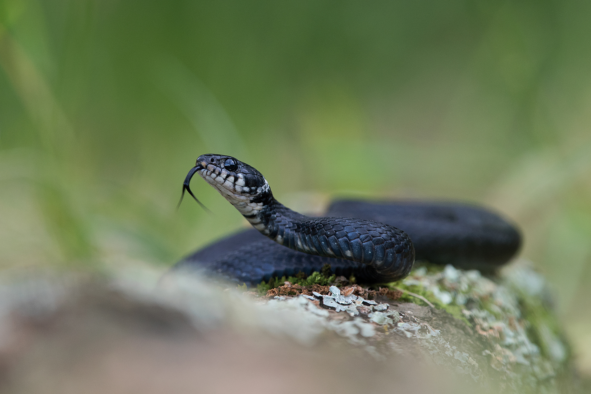 Natrix helvetica