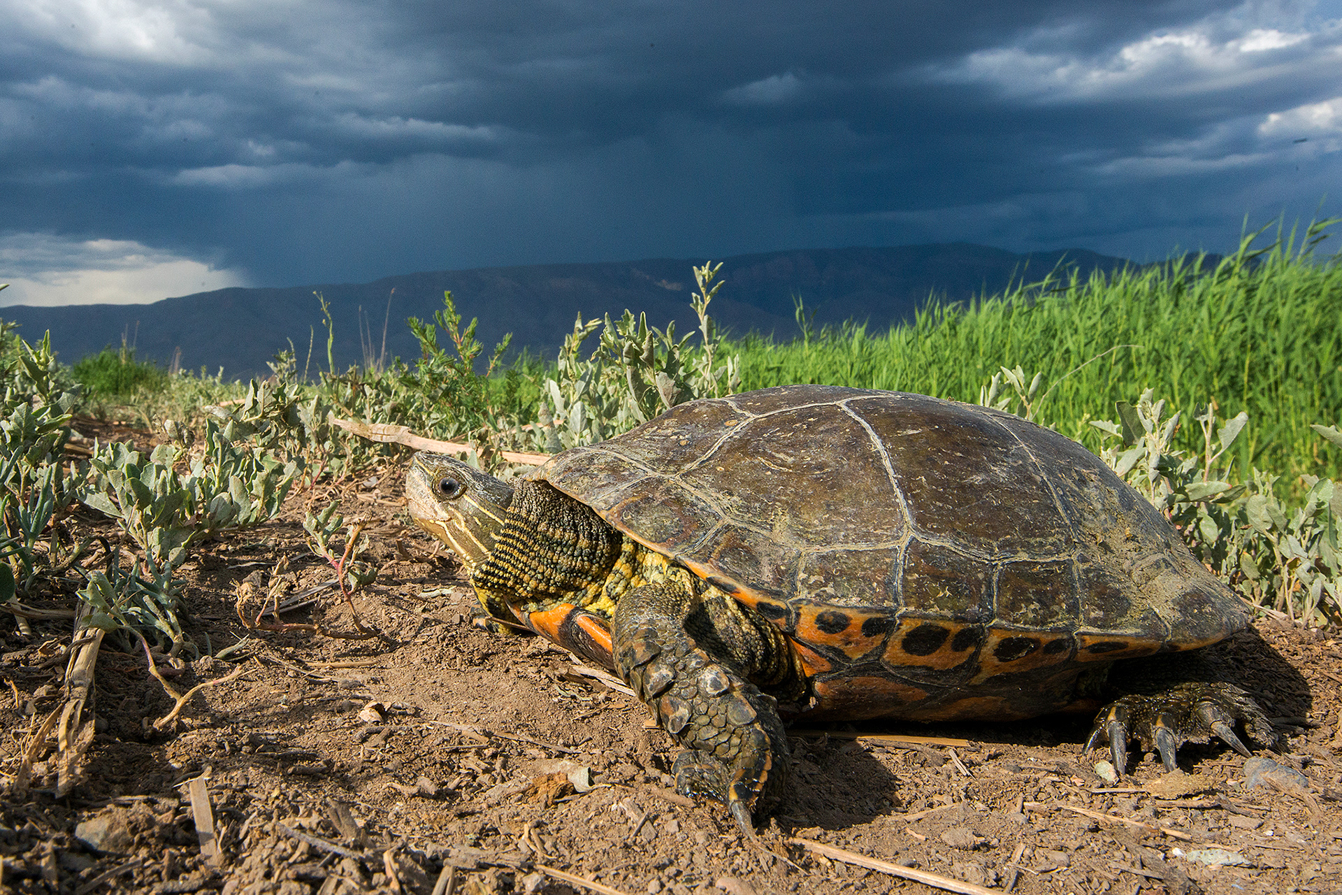 Mauremys rivulata