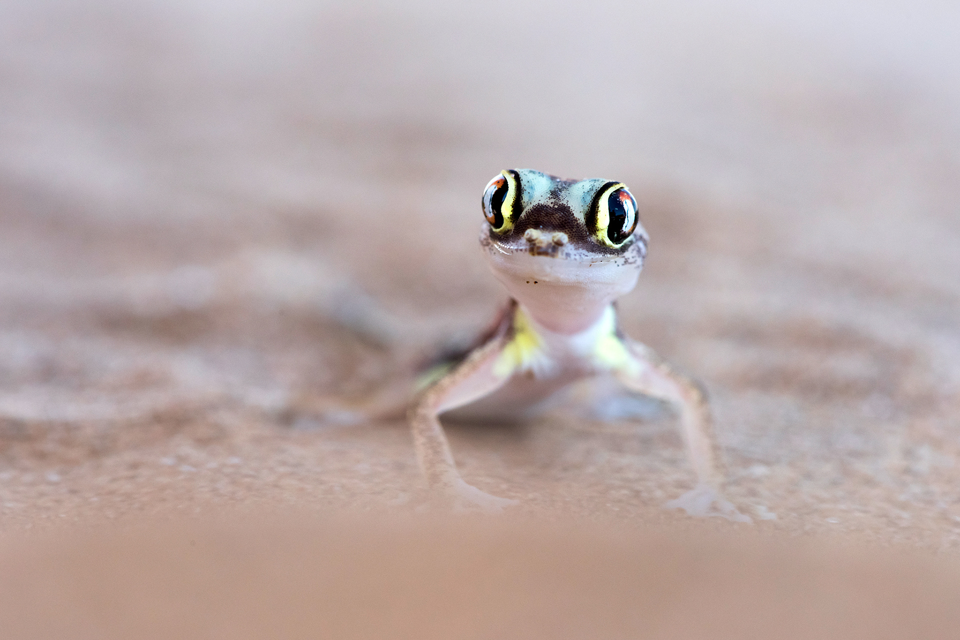 Pachydactylus rangei