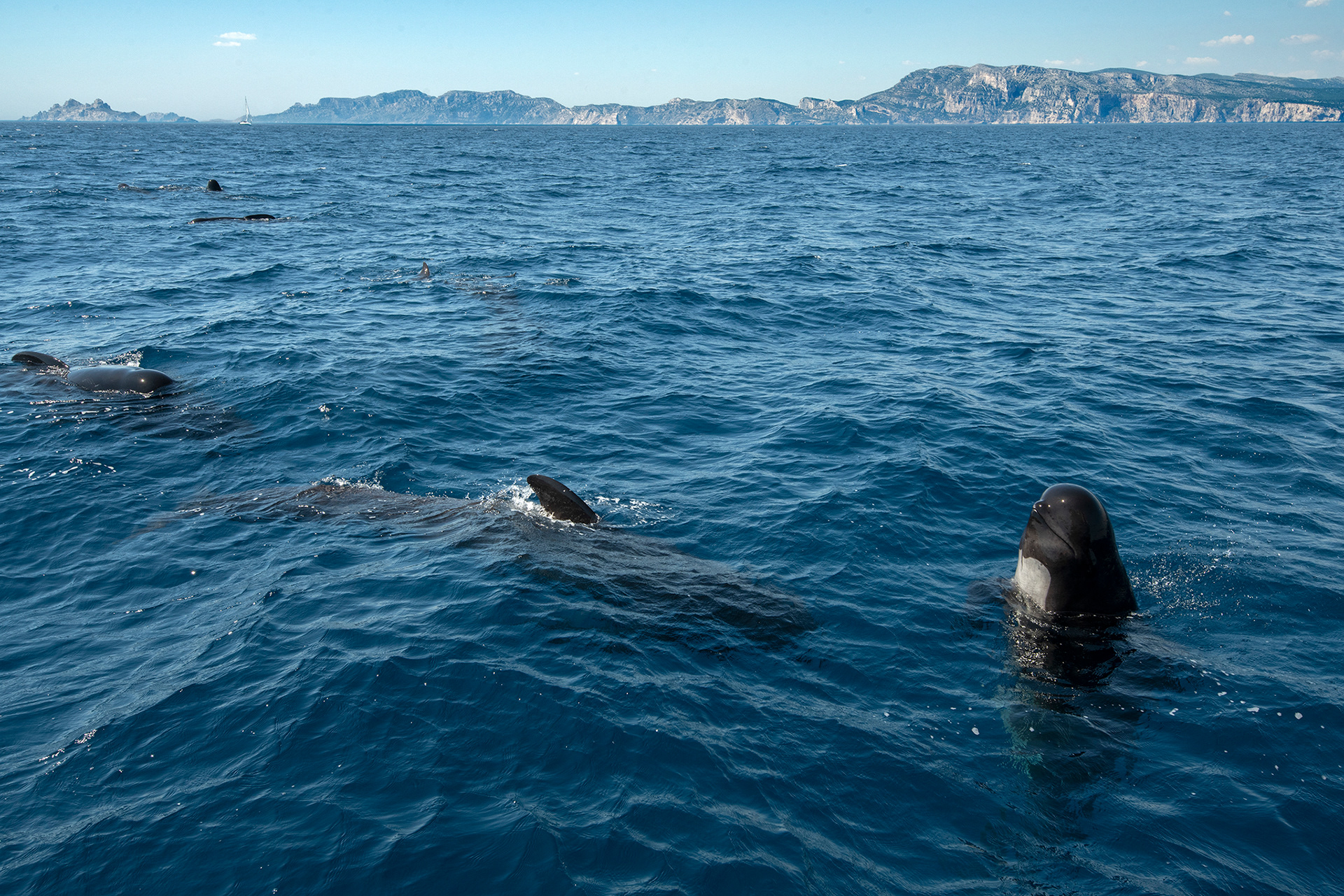 Pilot Whale - Globicéphale noir
