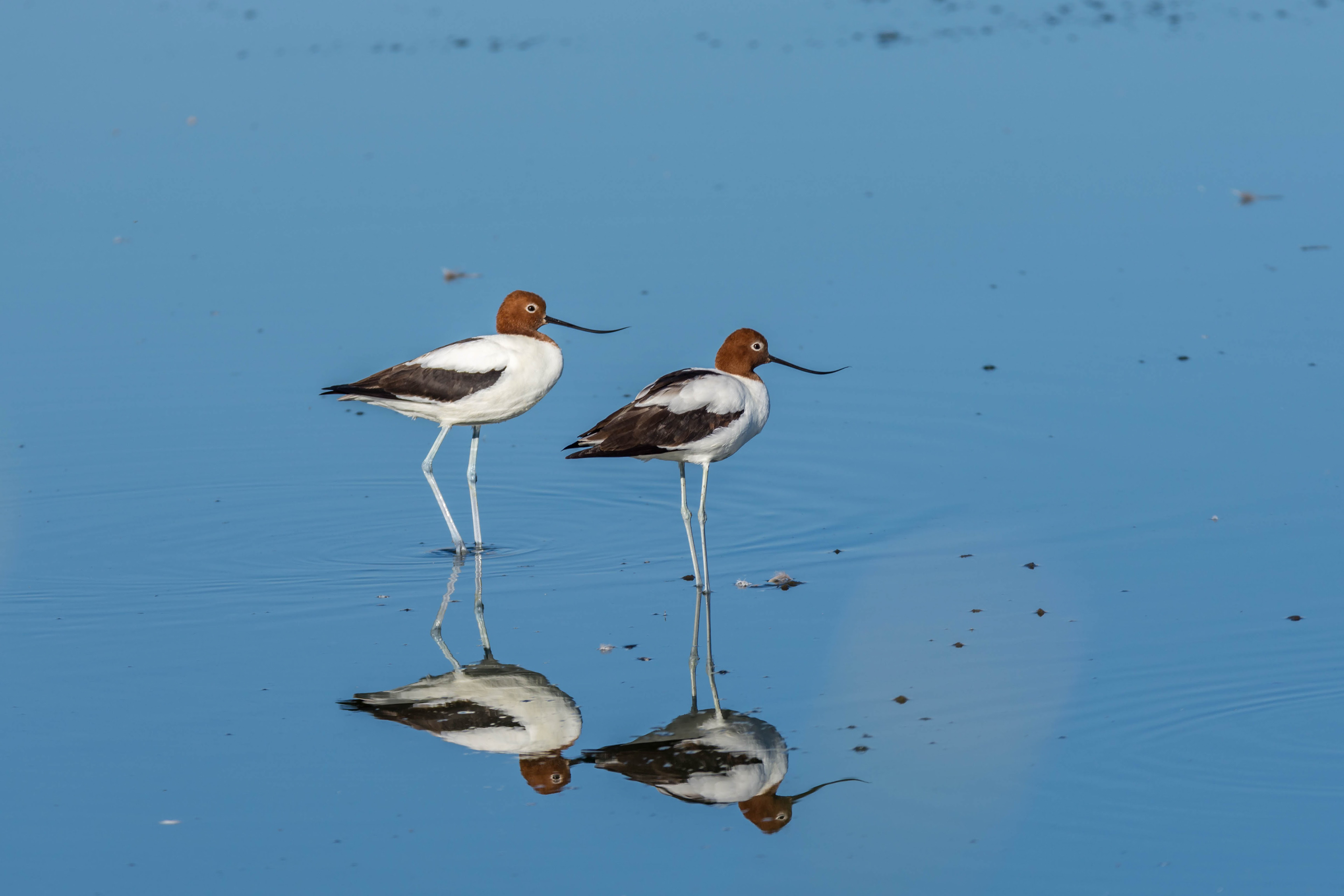 Red-necked avocet
