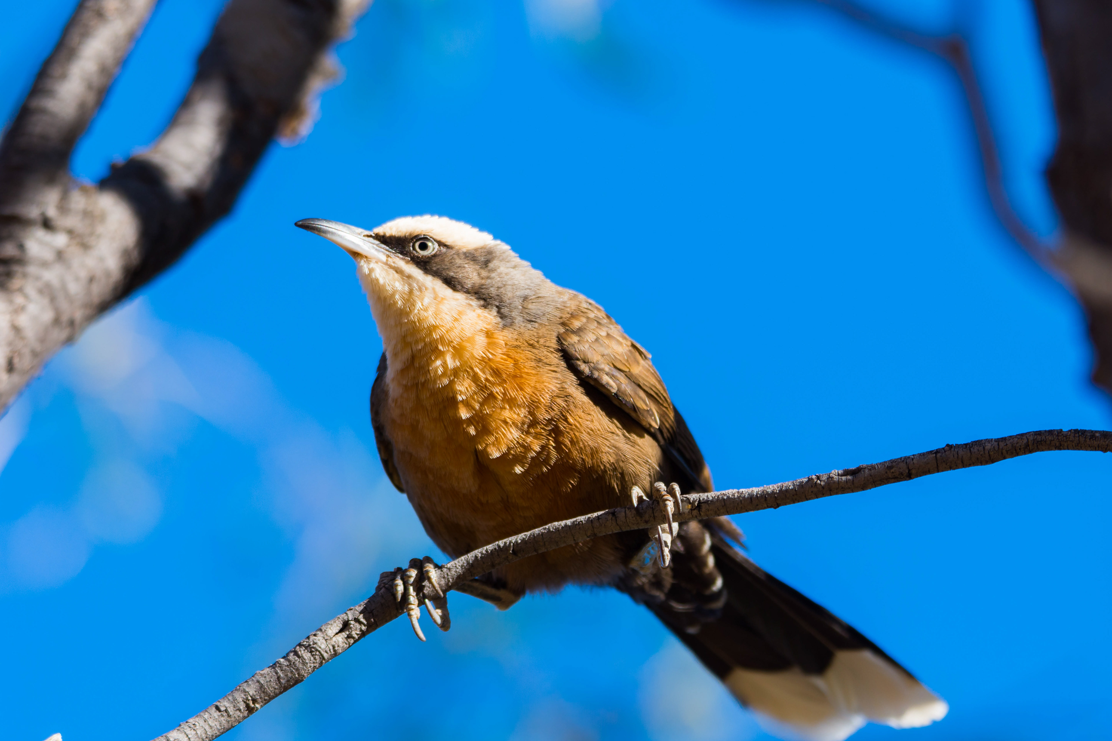 Babblers (Grey-crowned babbler)