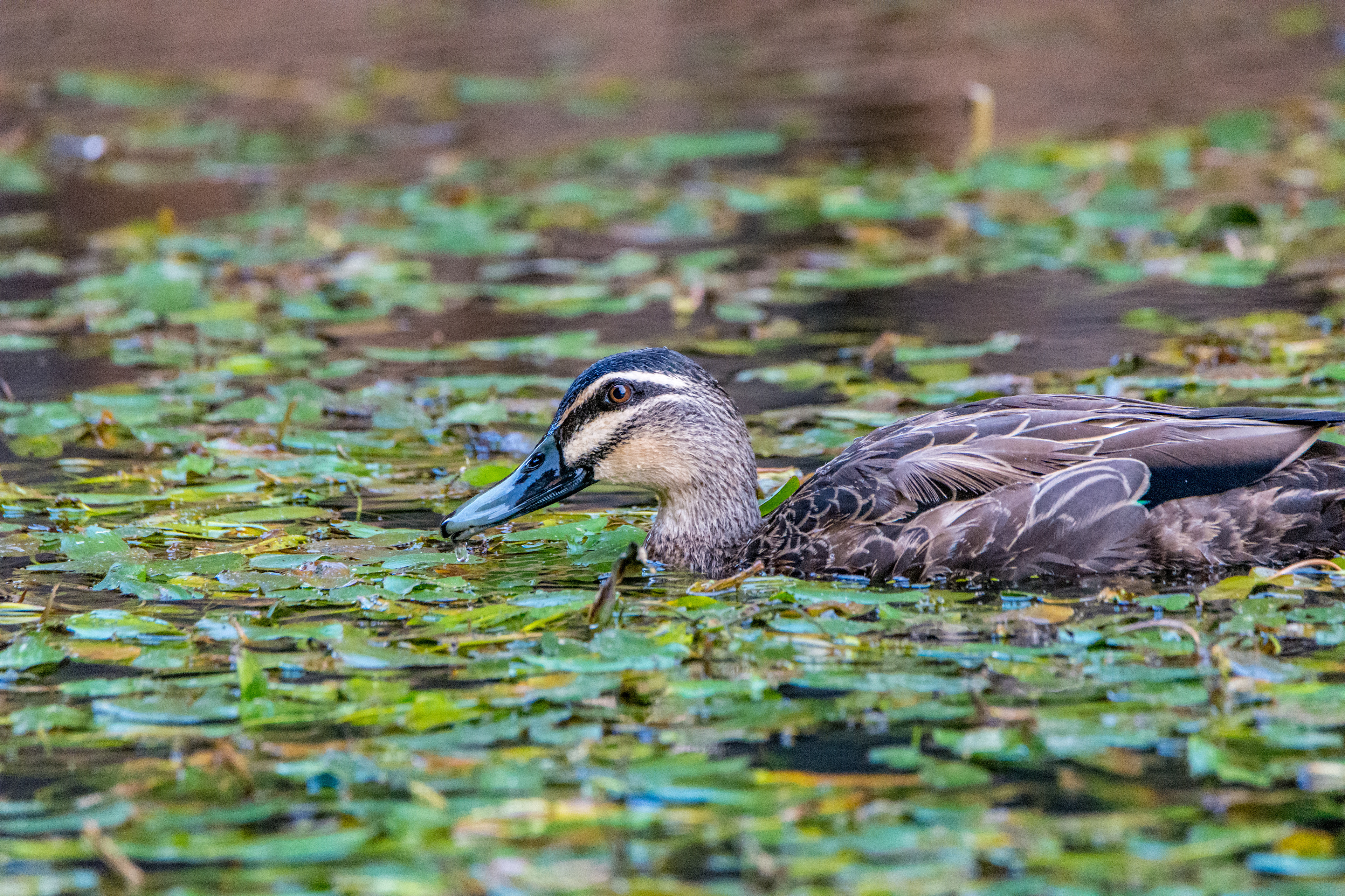 Pacific black duck