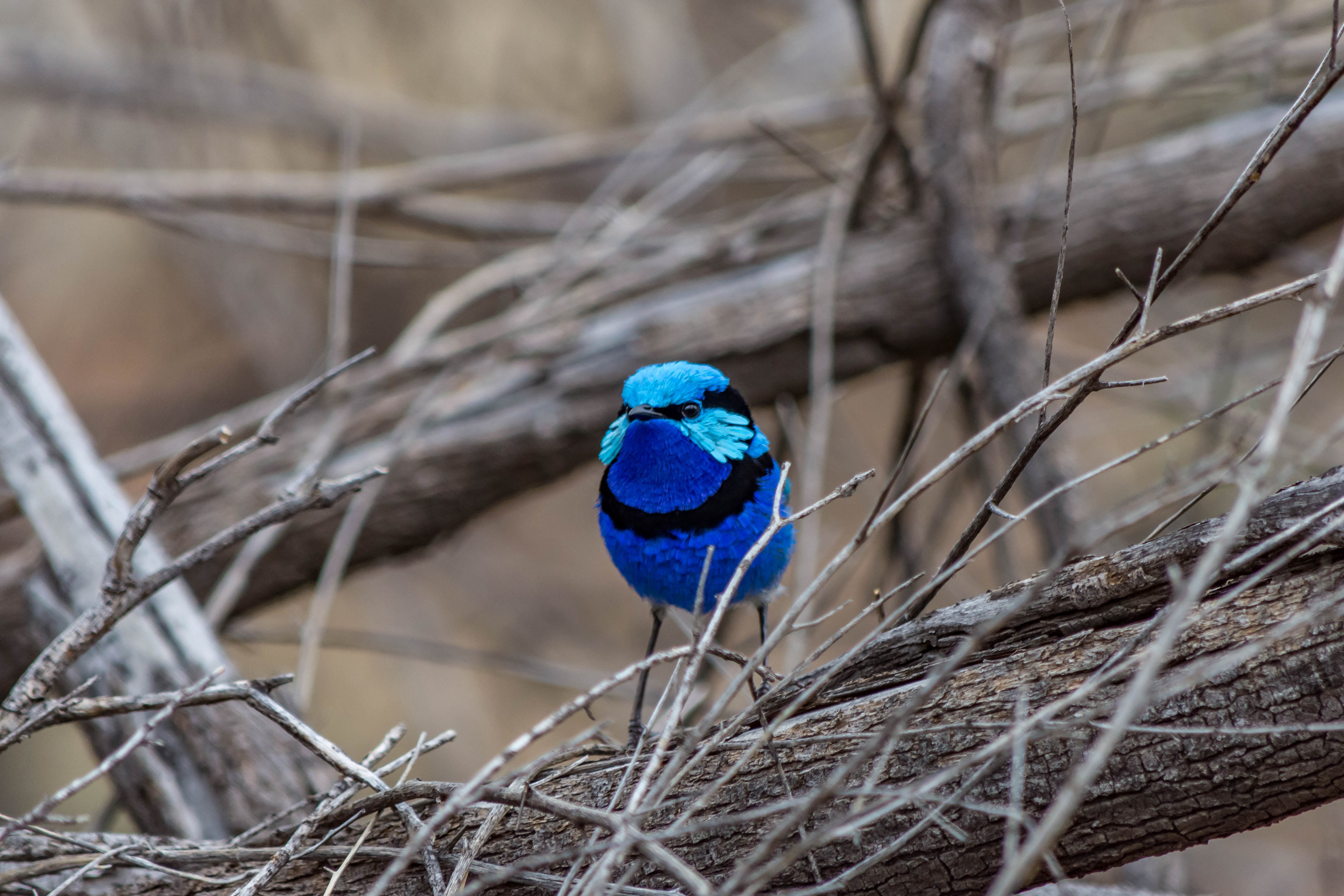 Splendid fairywren