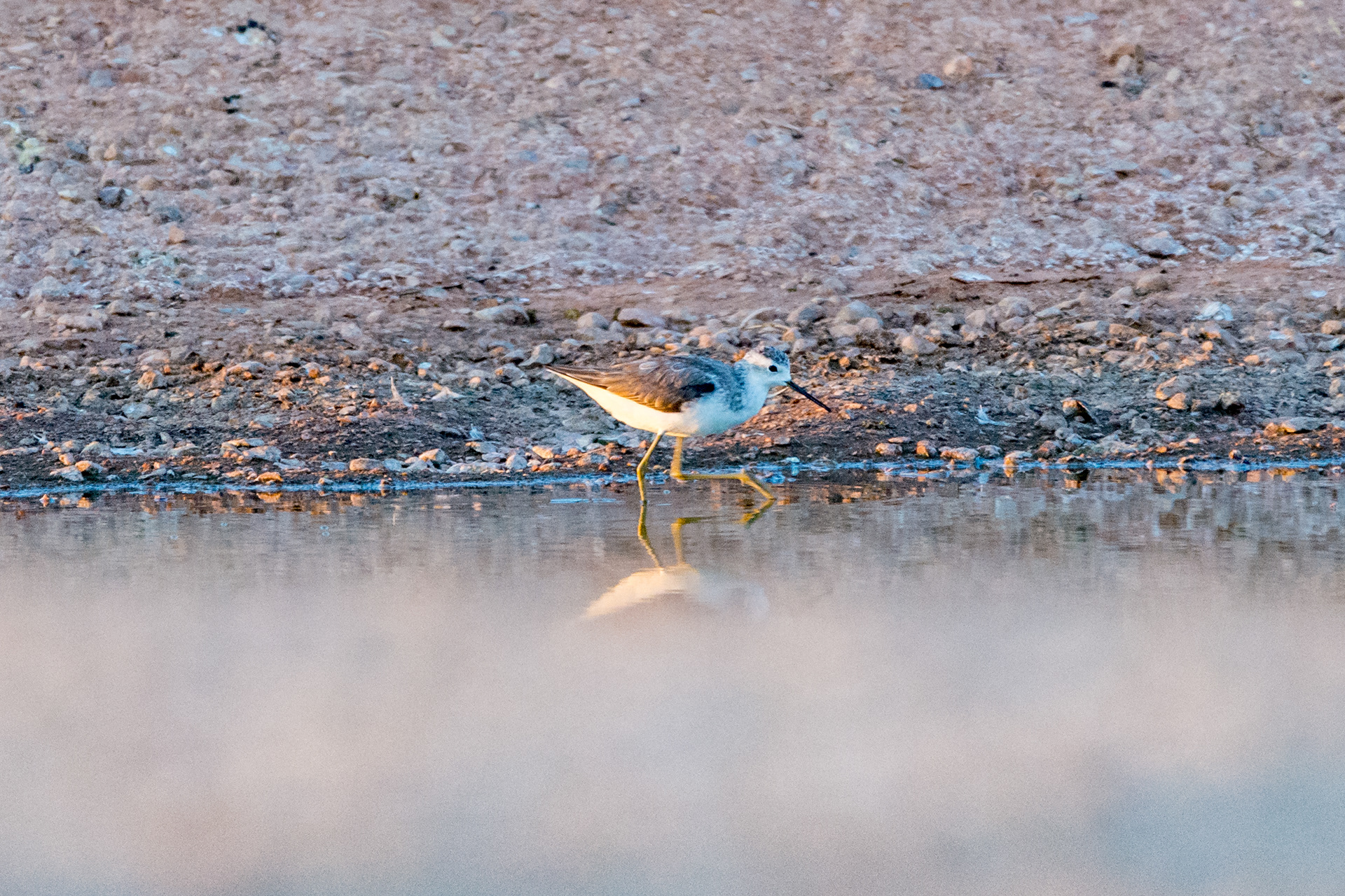 Common sandpiper