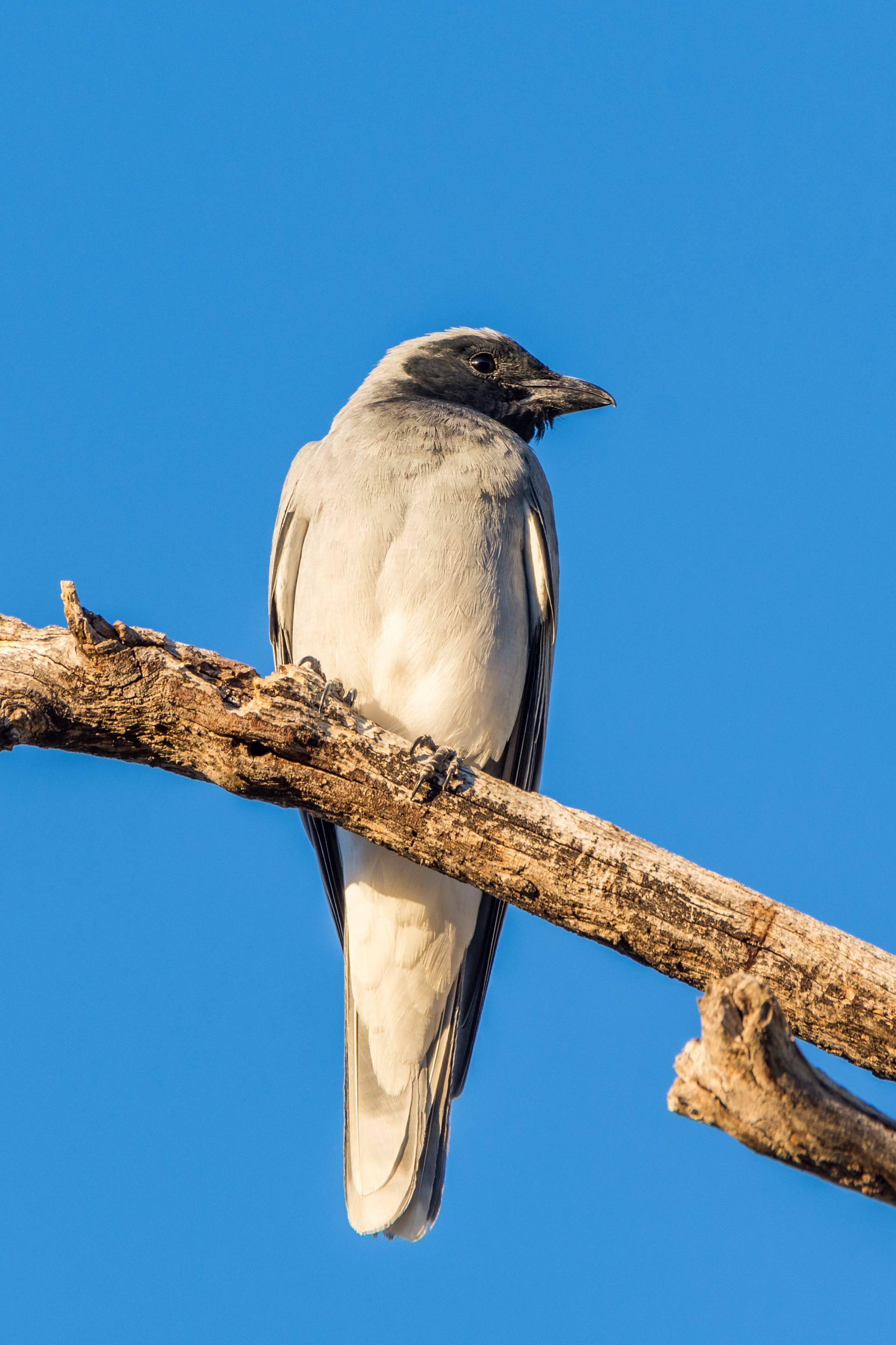 Cuckooshrikes and trillers (Black-faced cuckooshrike)