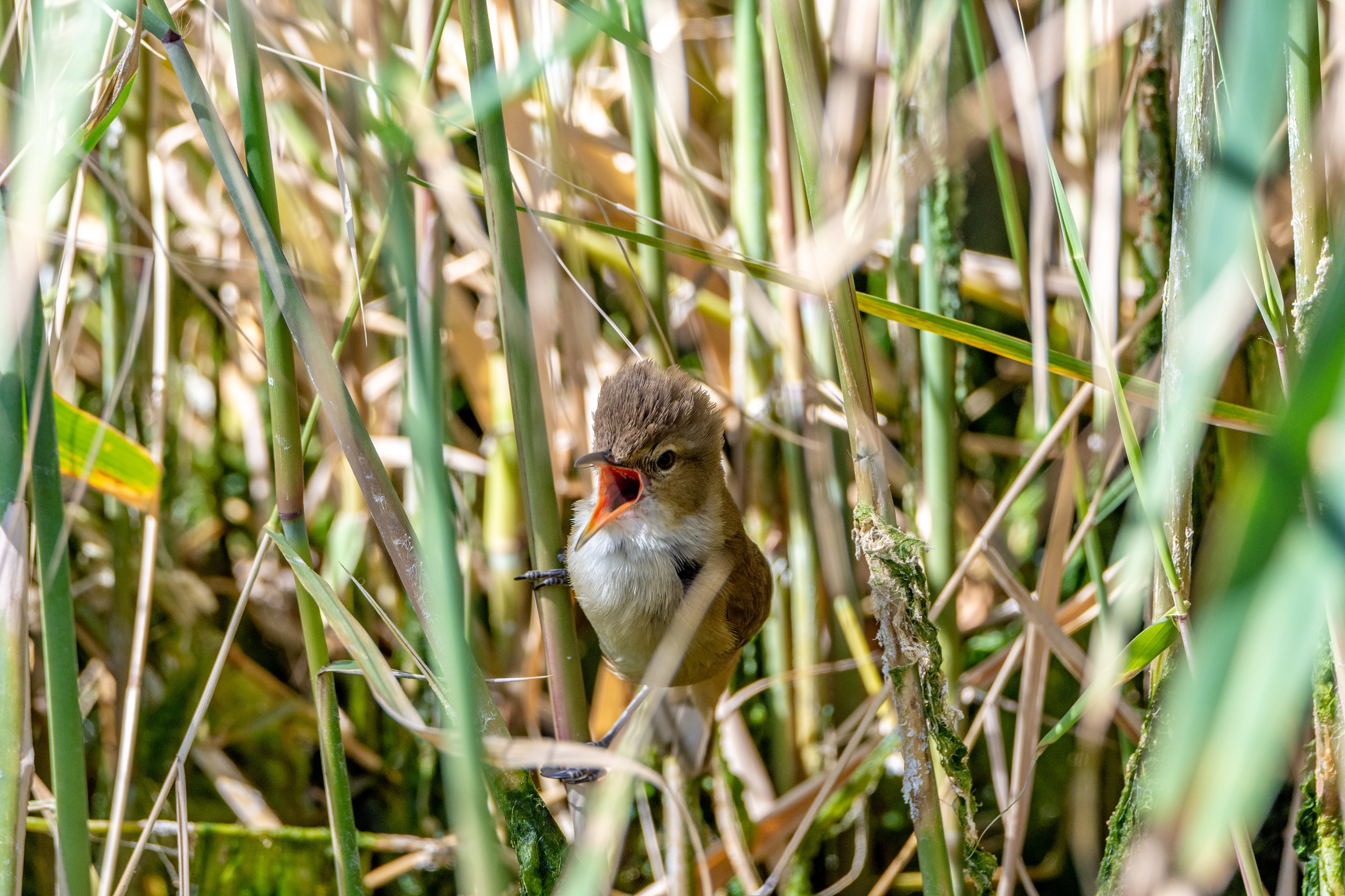 Reed warblers (Australian reed warbler)