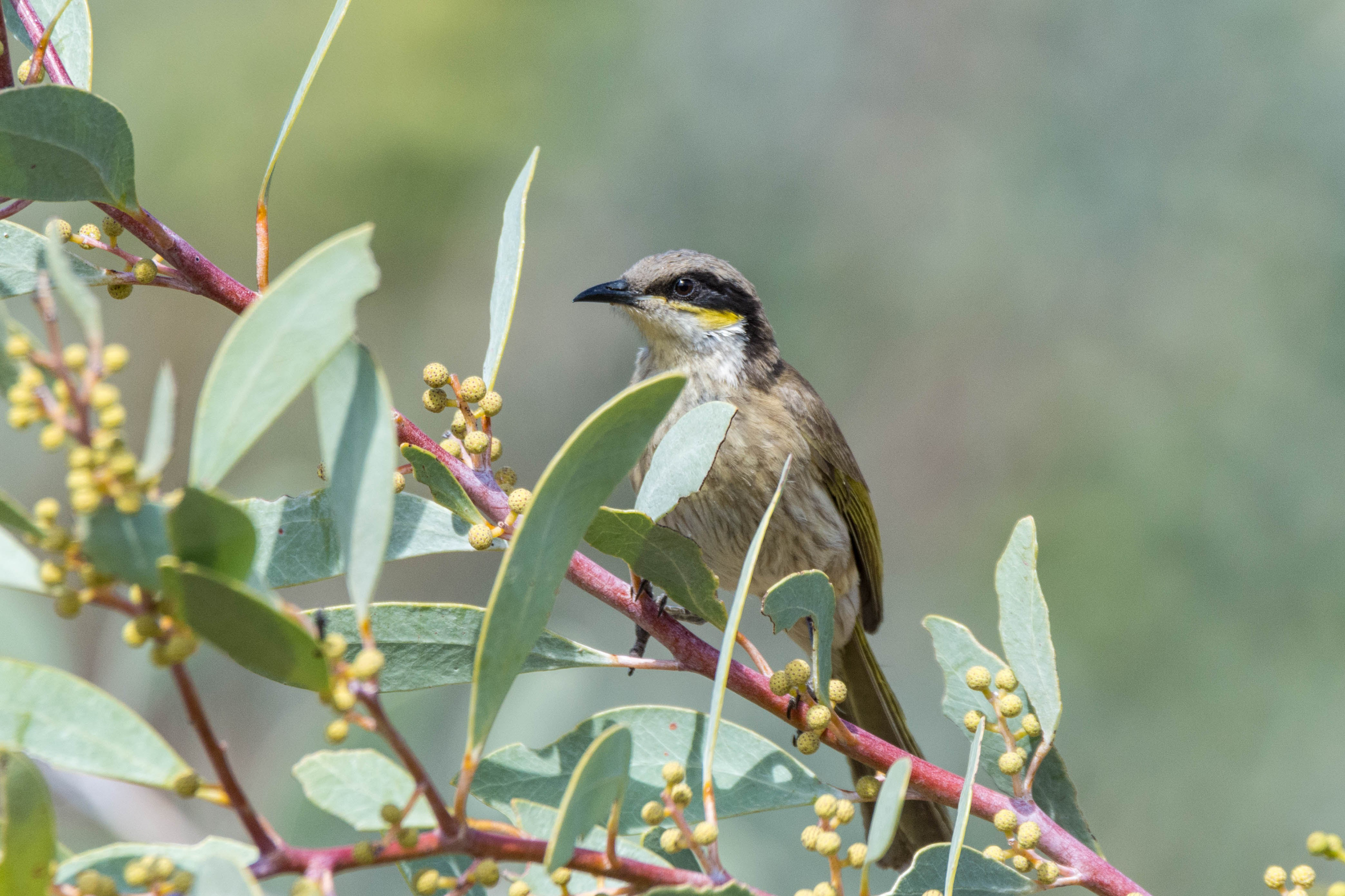 Singing honeyeater