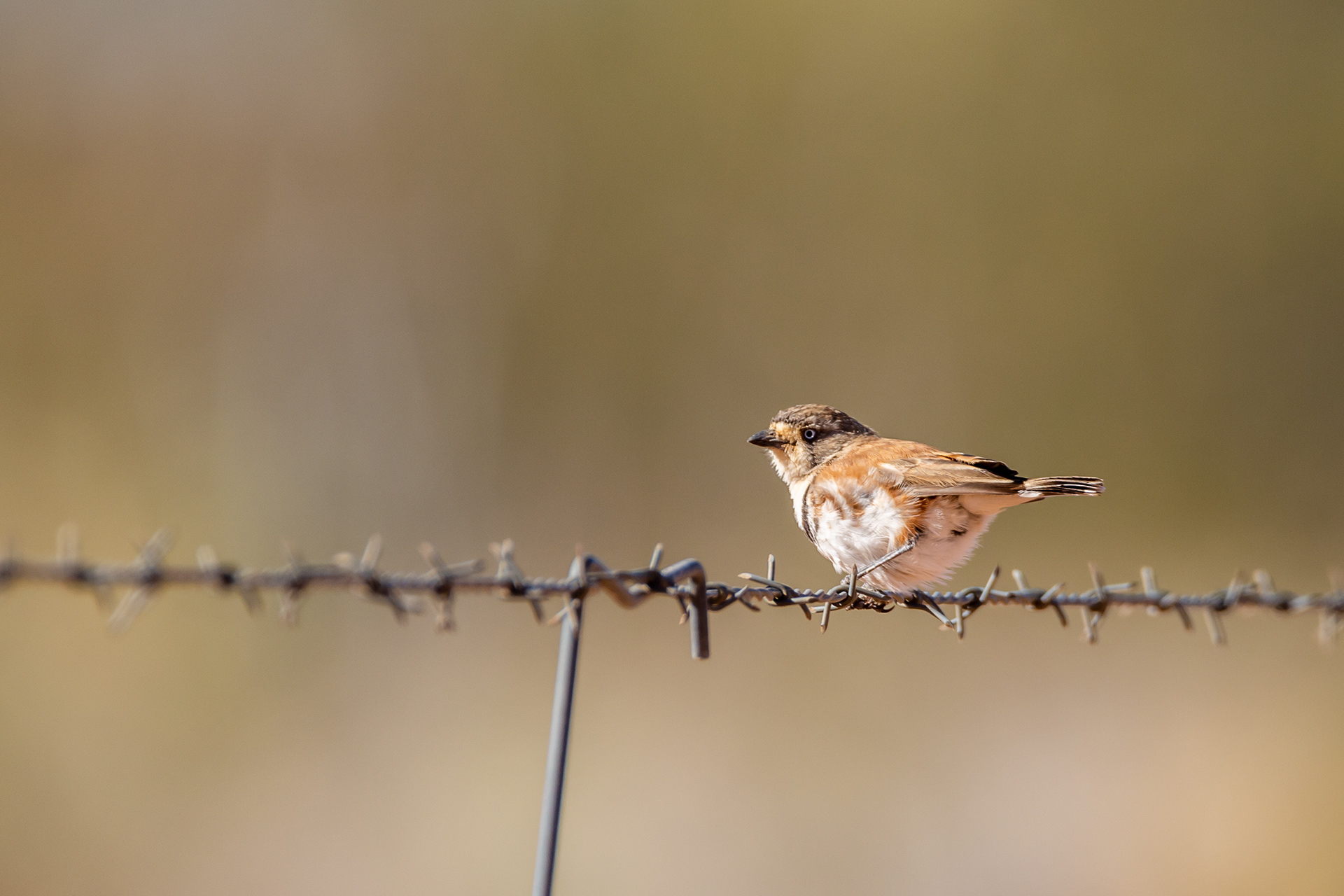 Australasian warblers (Banded whiteface)