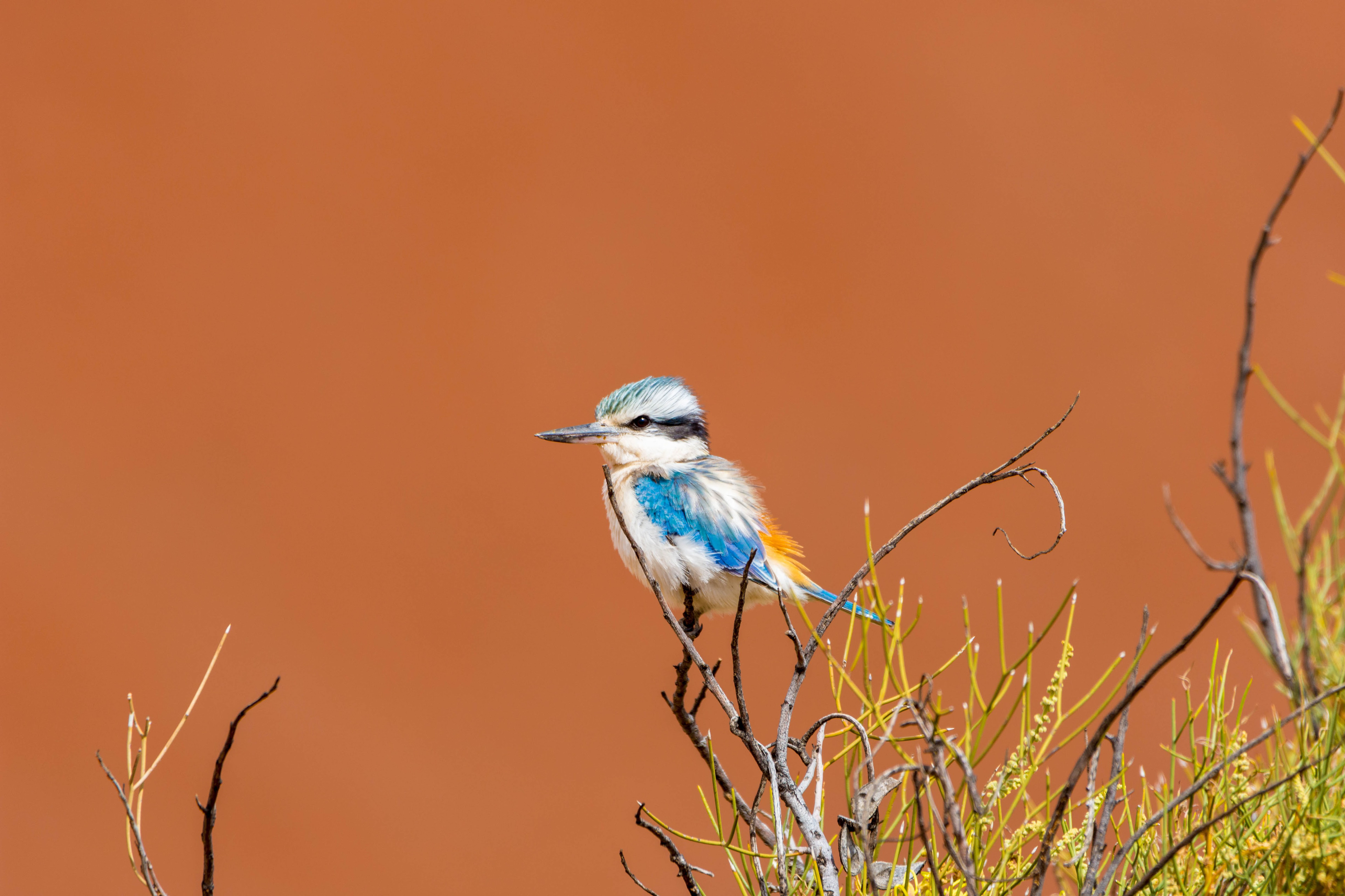 Red-backed kingfisher