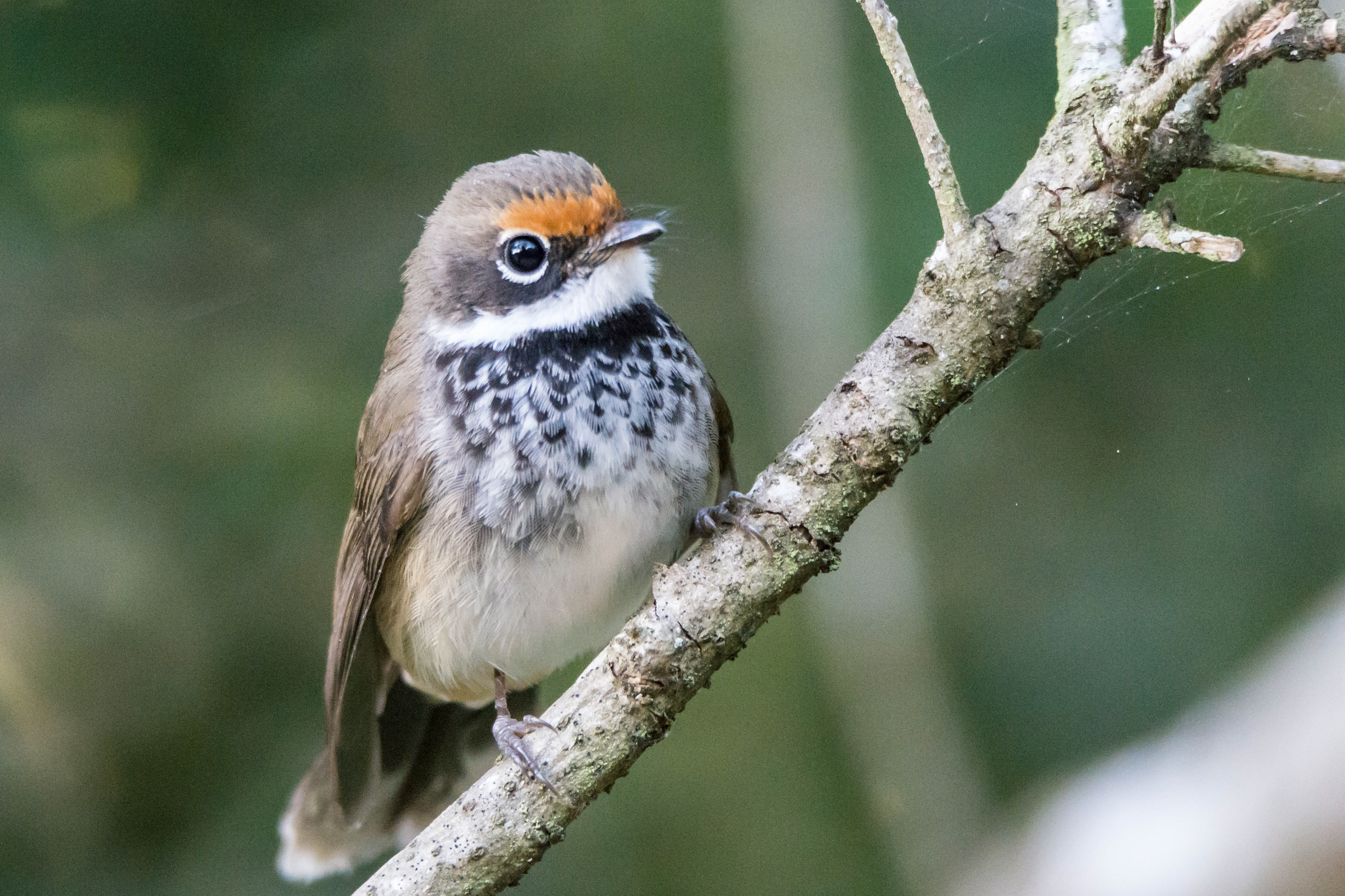 Fantails (Rufous fantail)