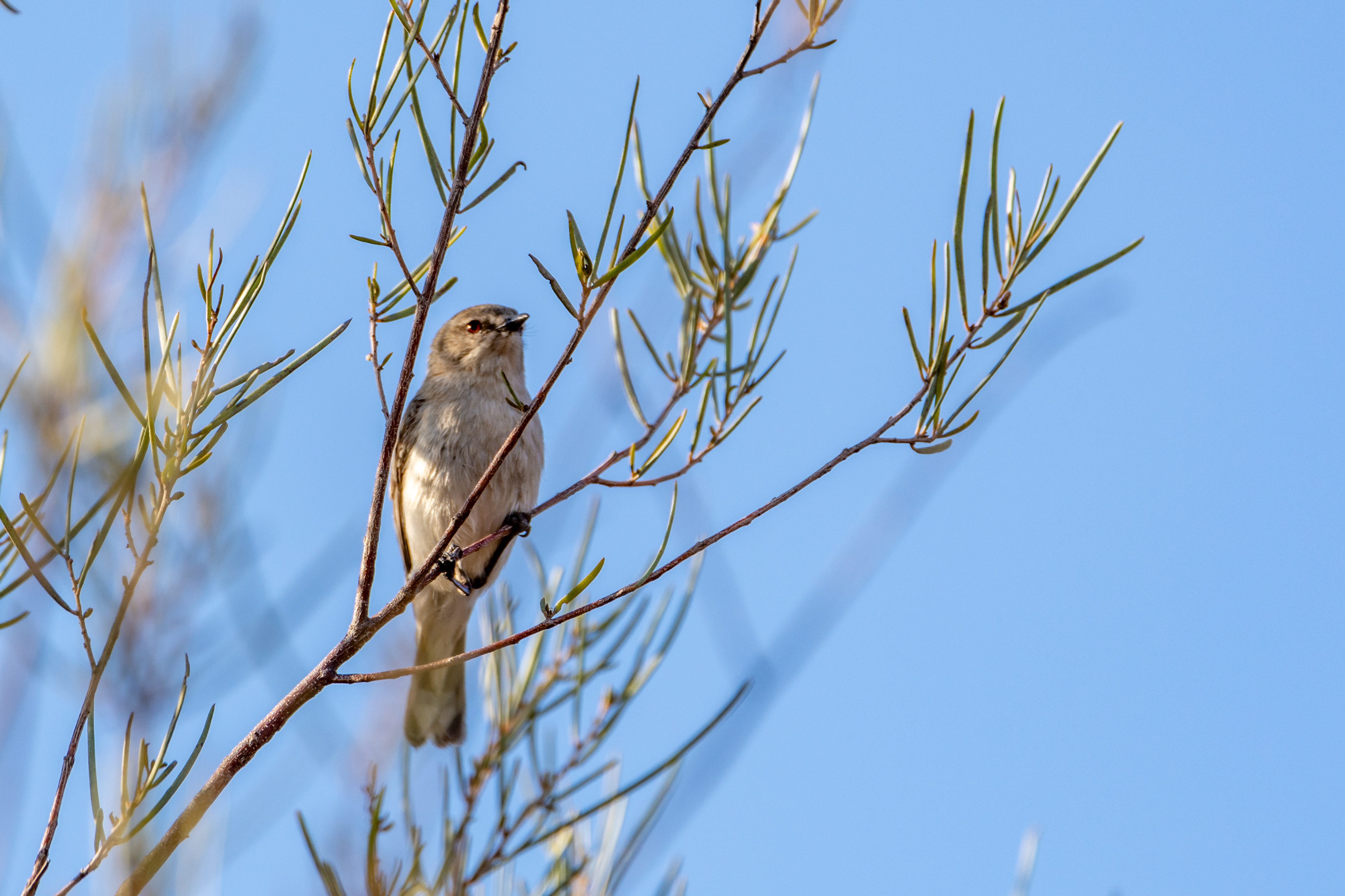 Western gerygone