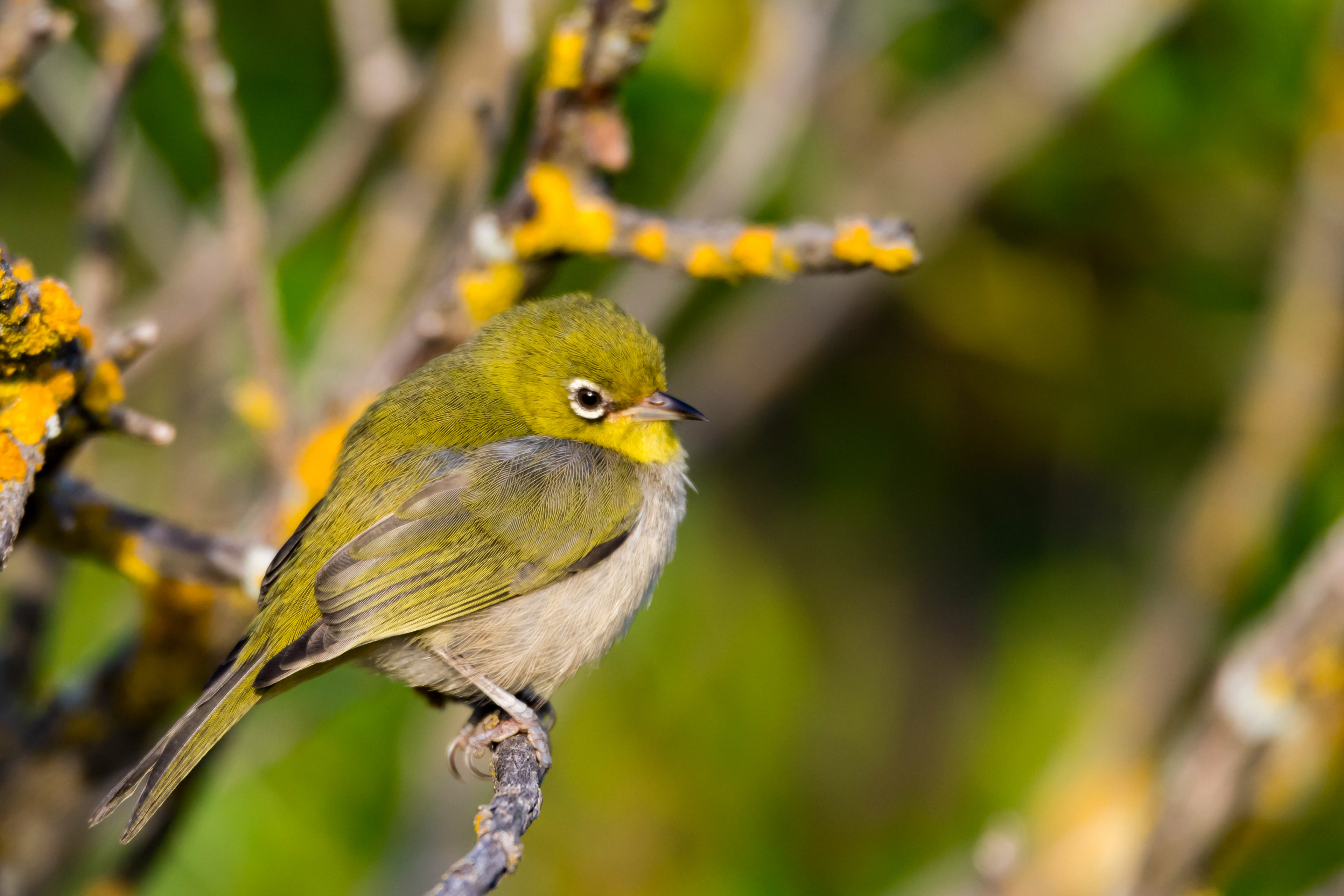 White-eyes (Silvereye)