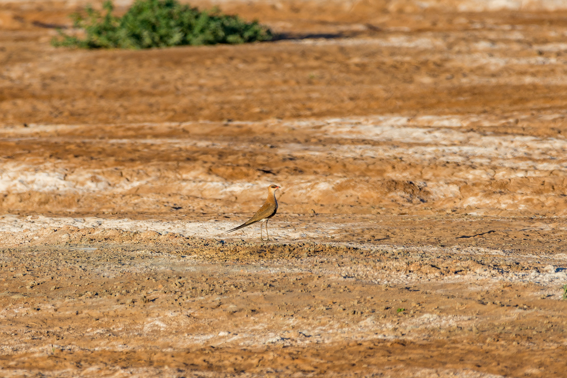 Australian pratincole