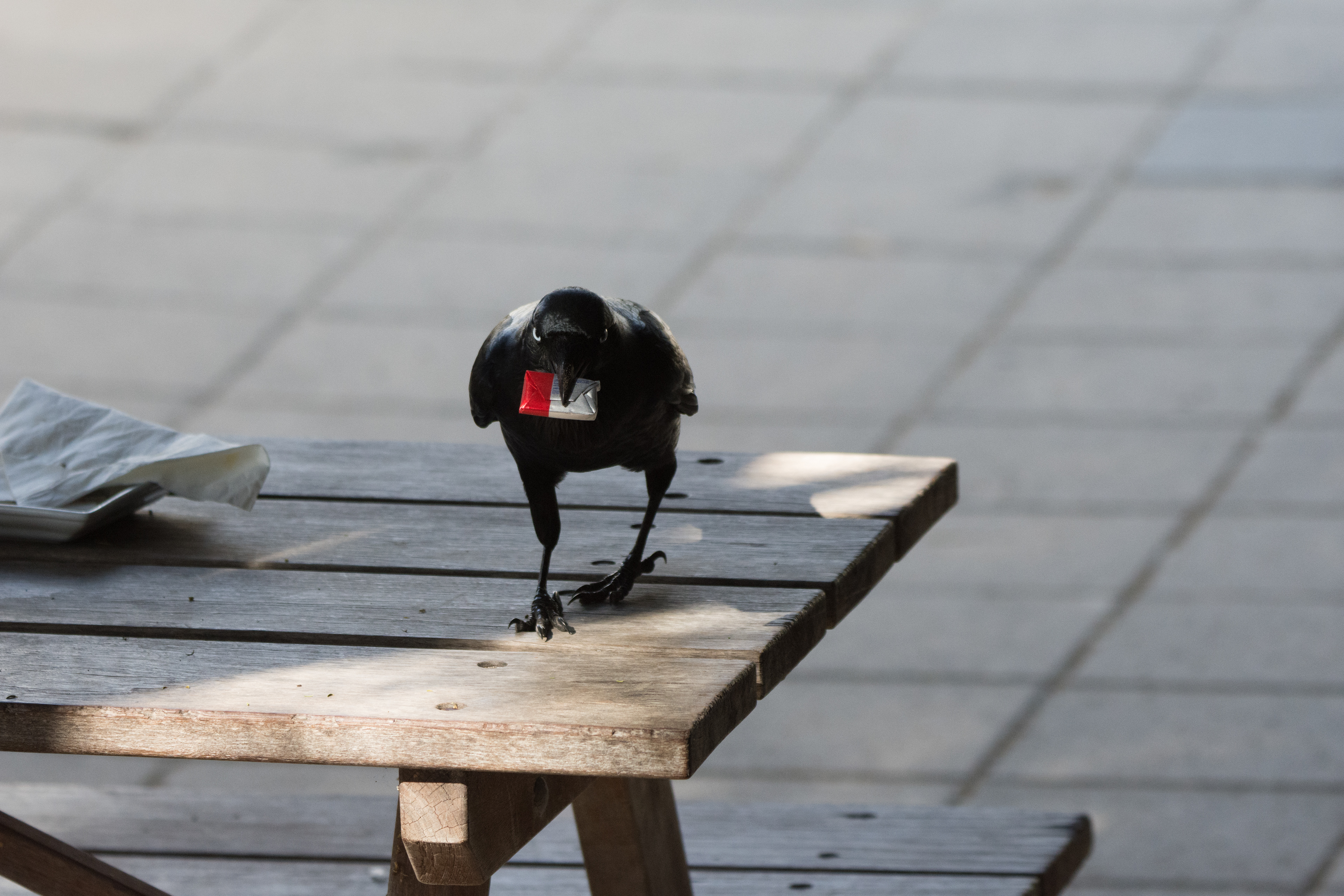 Crows and ravens (Australian raven)