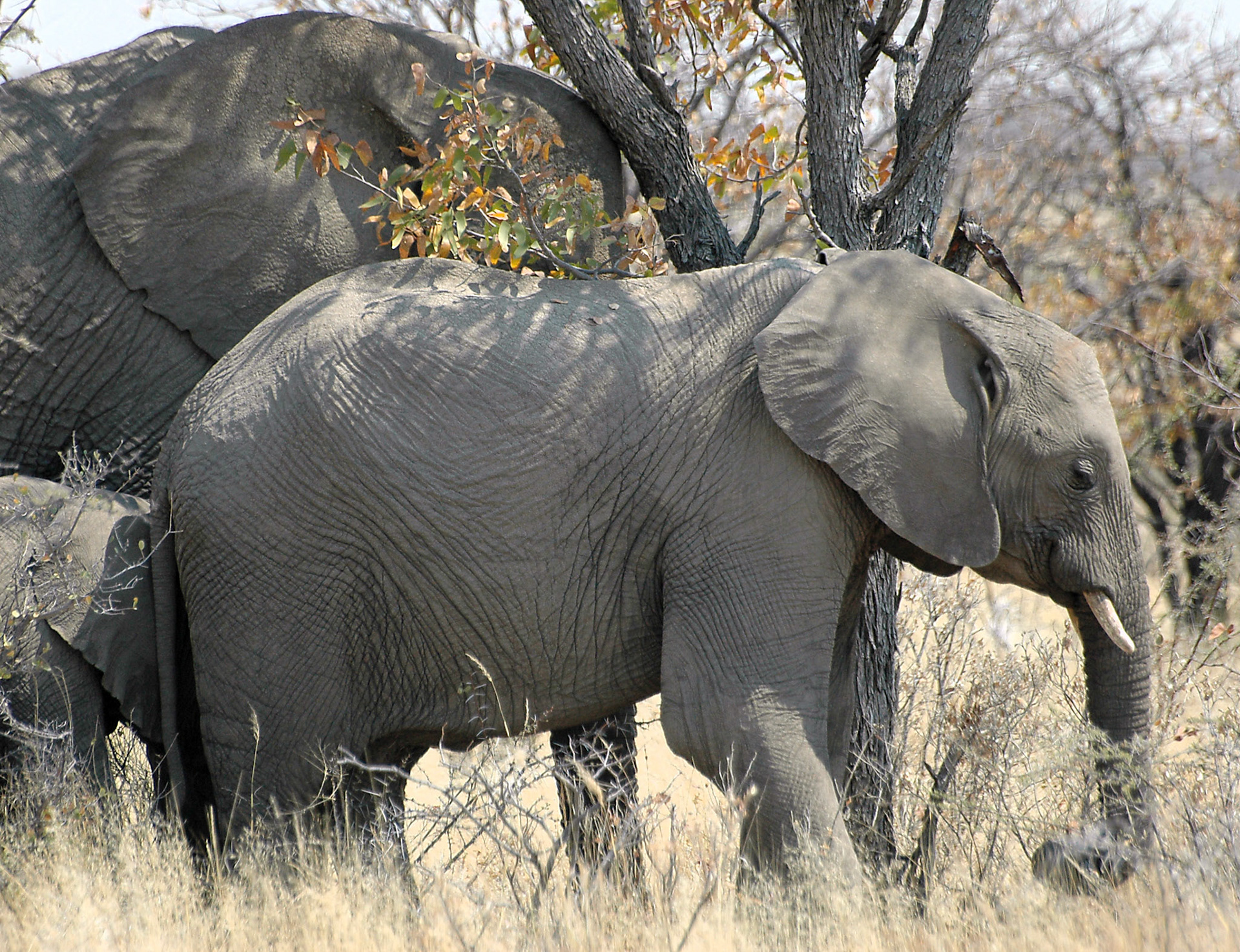 The Elephant remains in my opinion one of the most impressive animals in the savanna. Its apparent calmness hides intelligence and power.