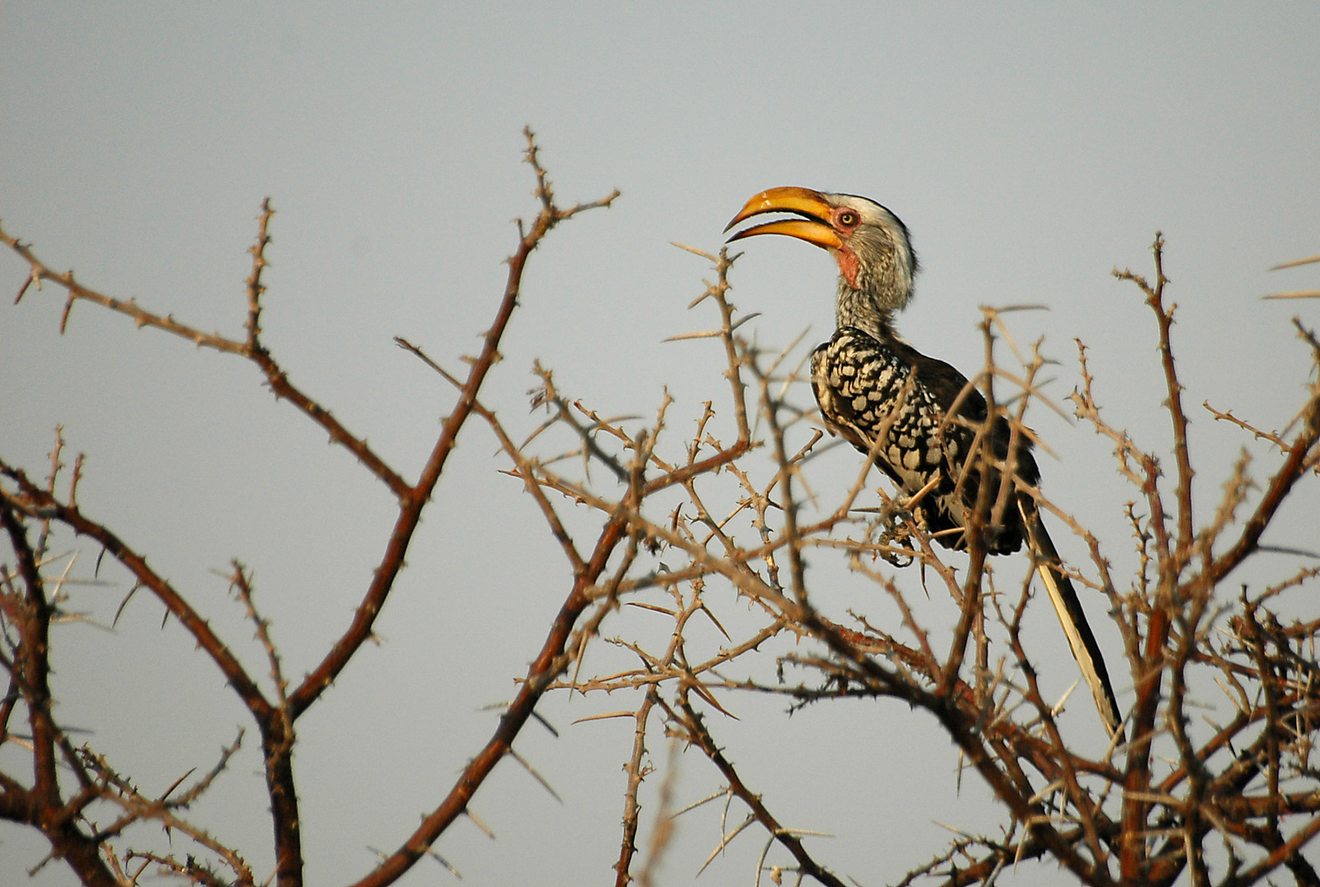 A Yellowbilled Hornbill resting on blambles at sunset. When the sun lowers on the horizon the stark white light present most of the day leaves place to warm colorful reflections.