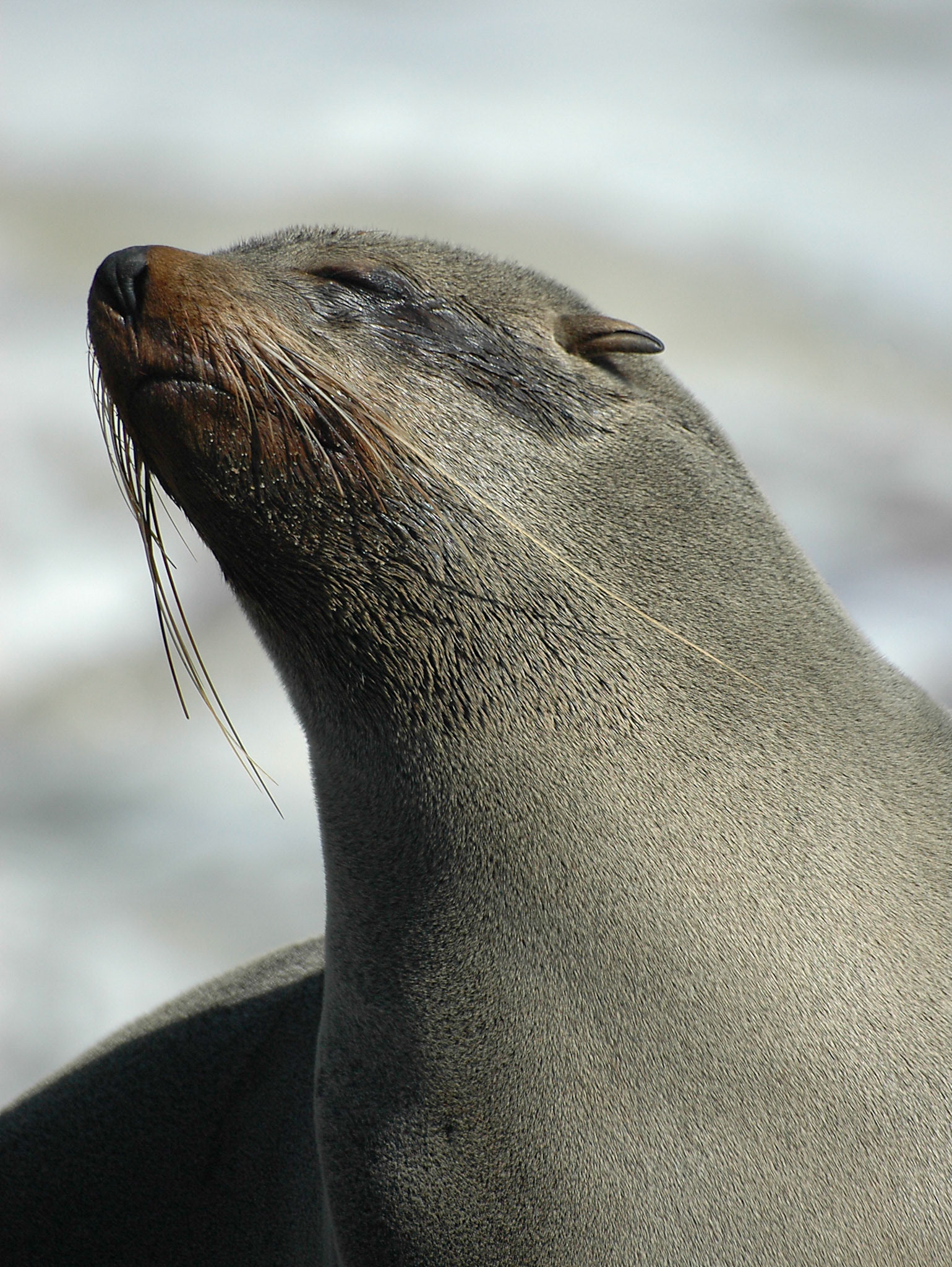 The desert coast of Namibia is an unearthly and unfriendly environment but has interesting wildlife. Here a Seal at Cape Cross Reserve.