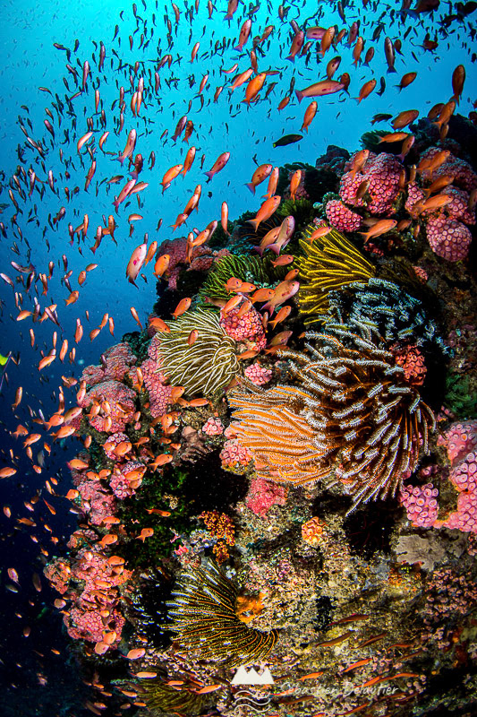 Récif typique à Anilao