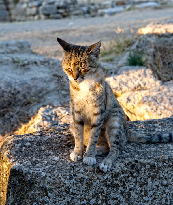 Photography Captura CATS OF TURKEY
