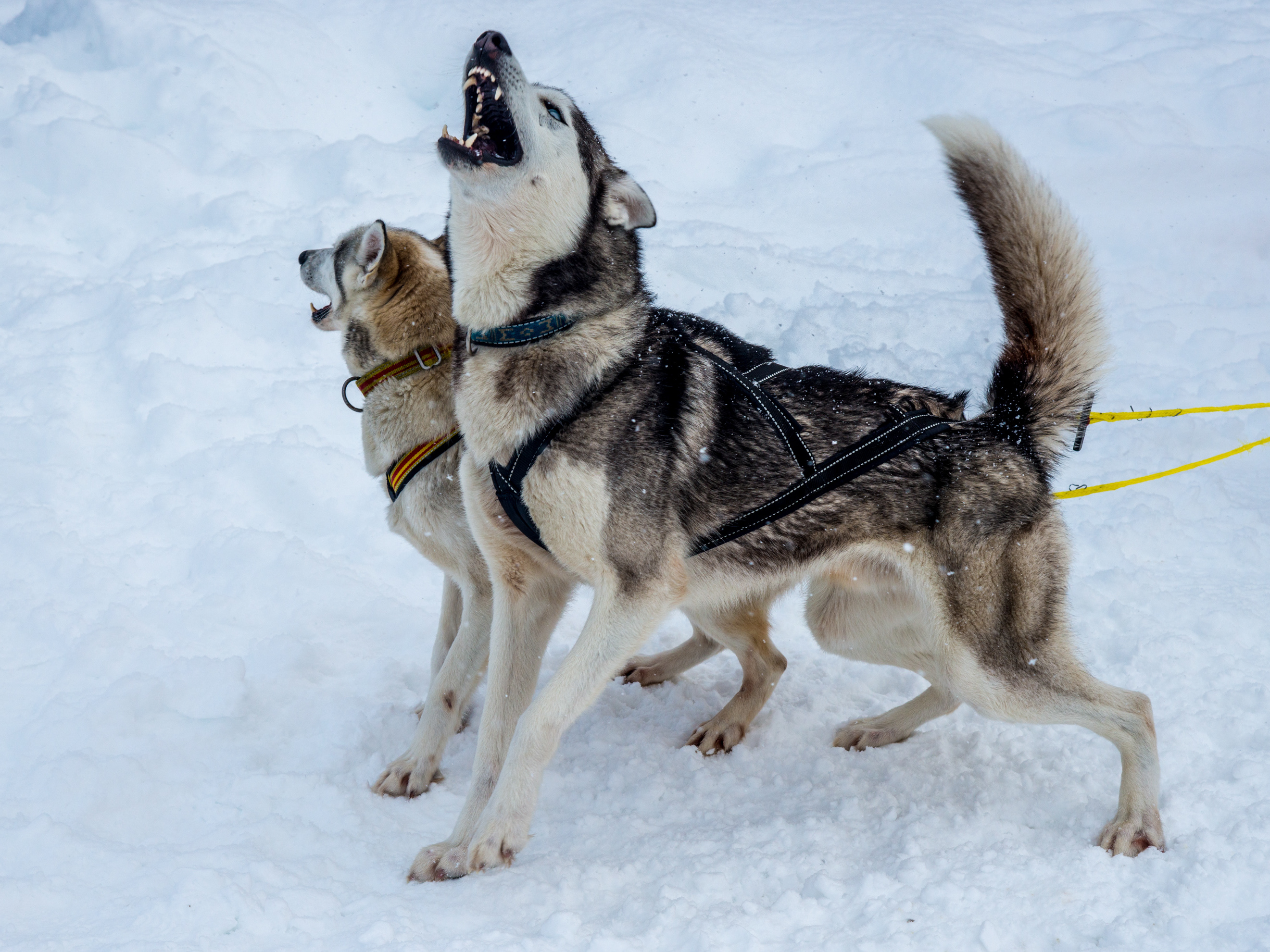 Cato Olsen Huskytur Pa Senja 29 03 18