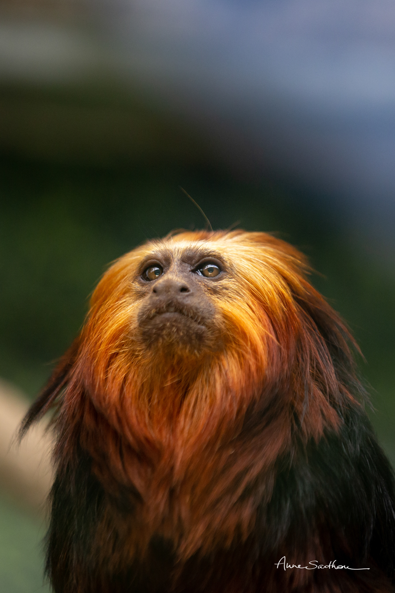 Tamarin tête de lion